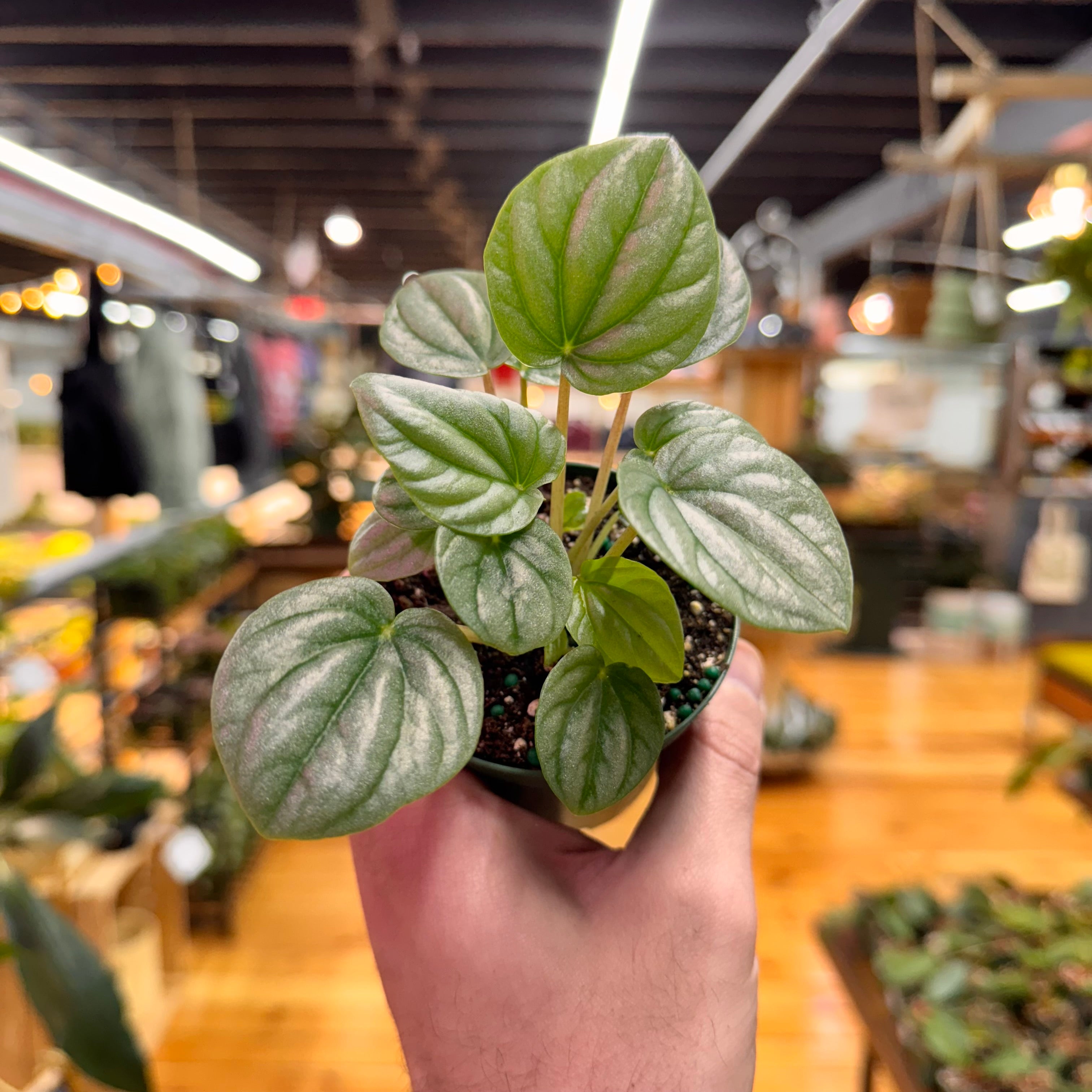 Peperomia Frost