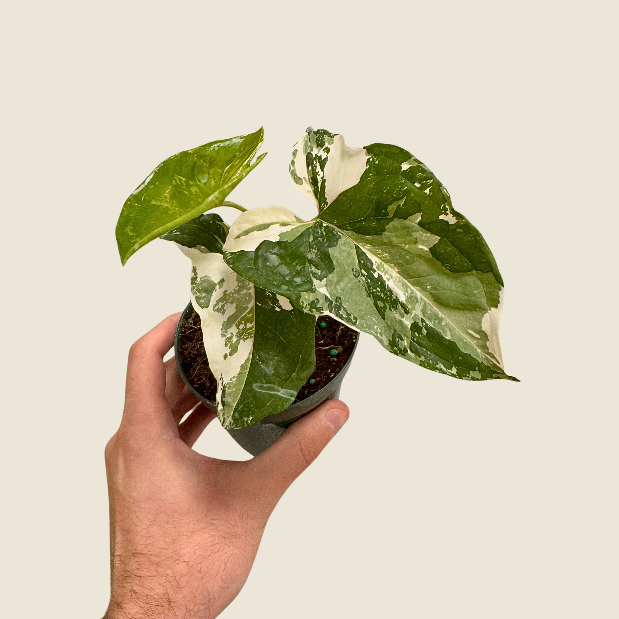 Syngonium Albo