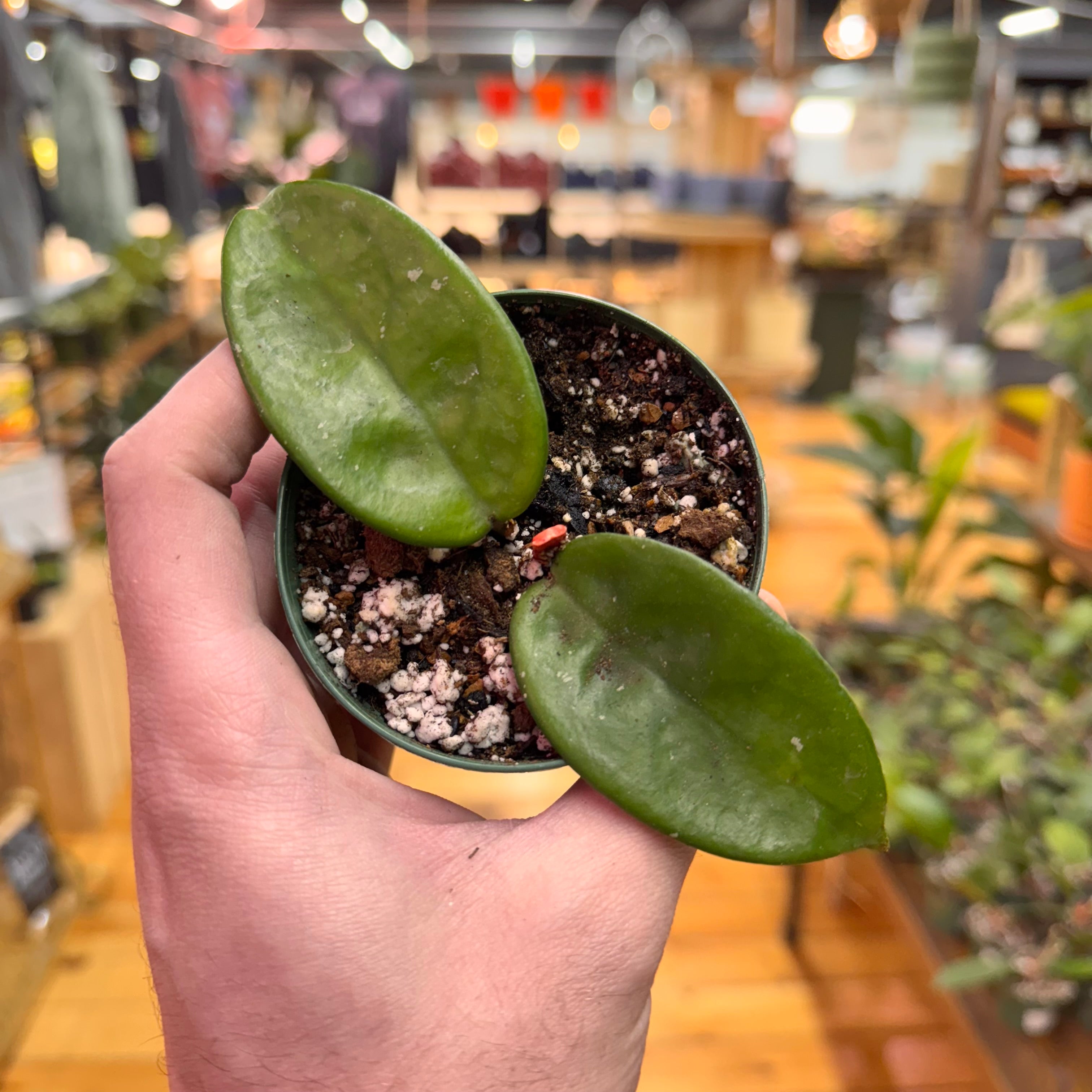 Hoya Krinkle8 &