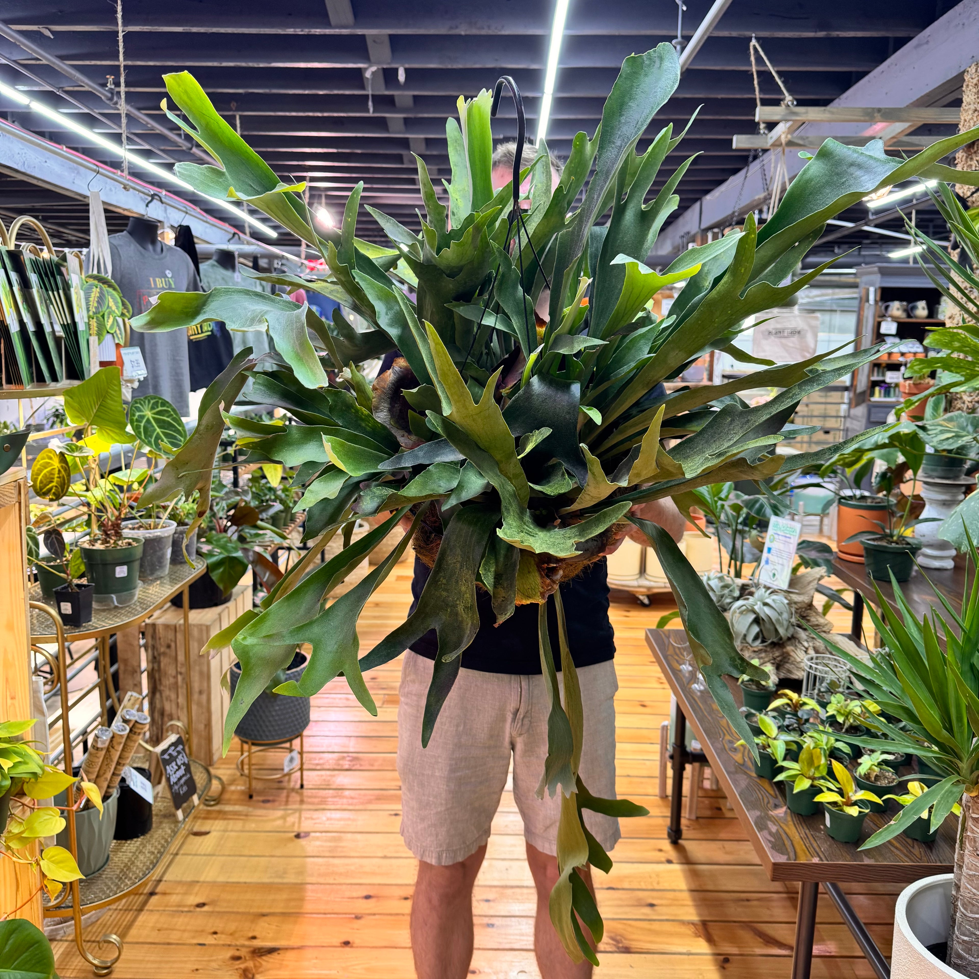 Fern Staghorn