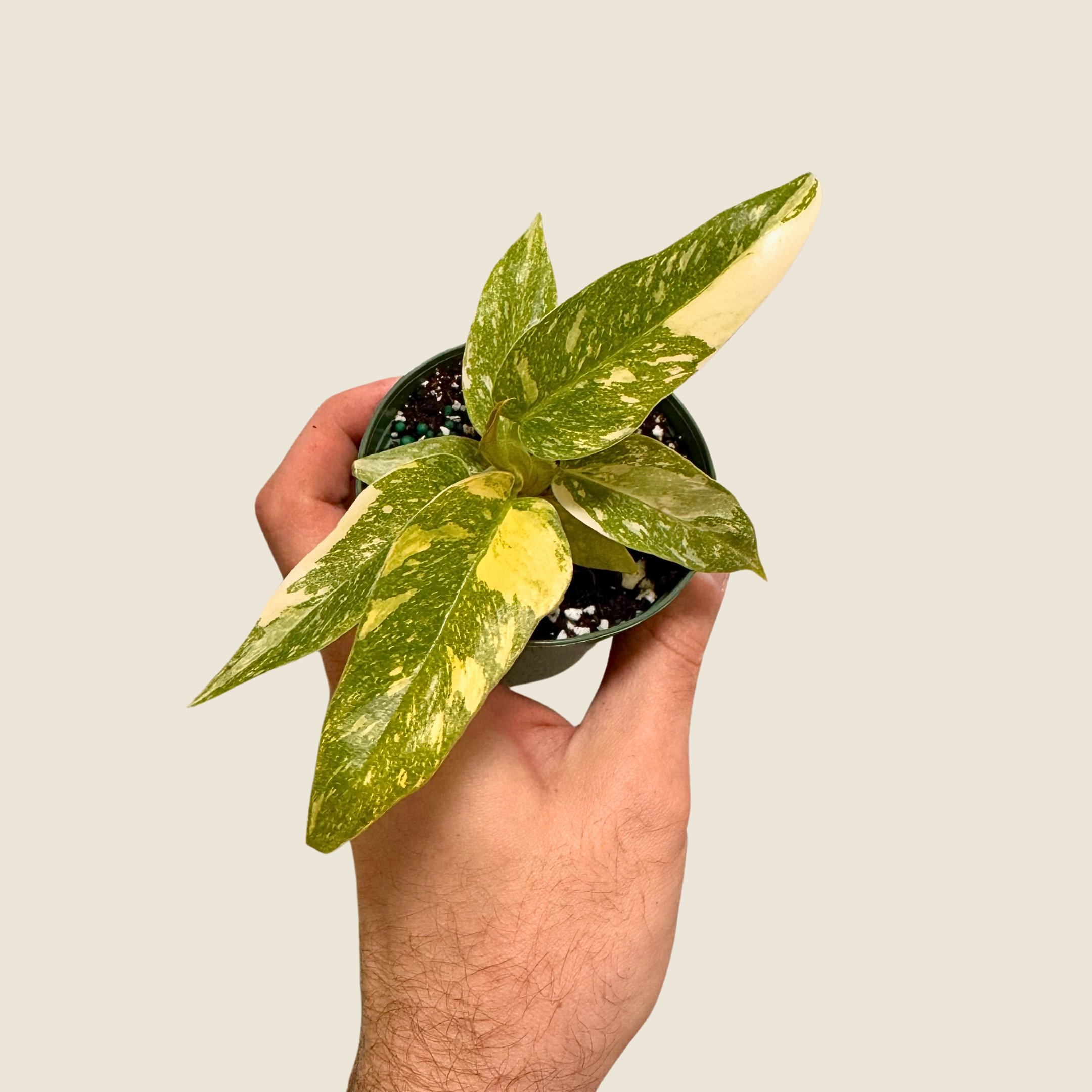 Philodendron Ring of Fire