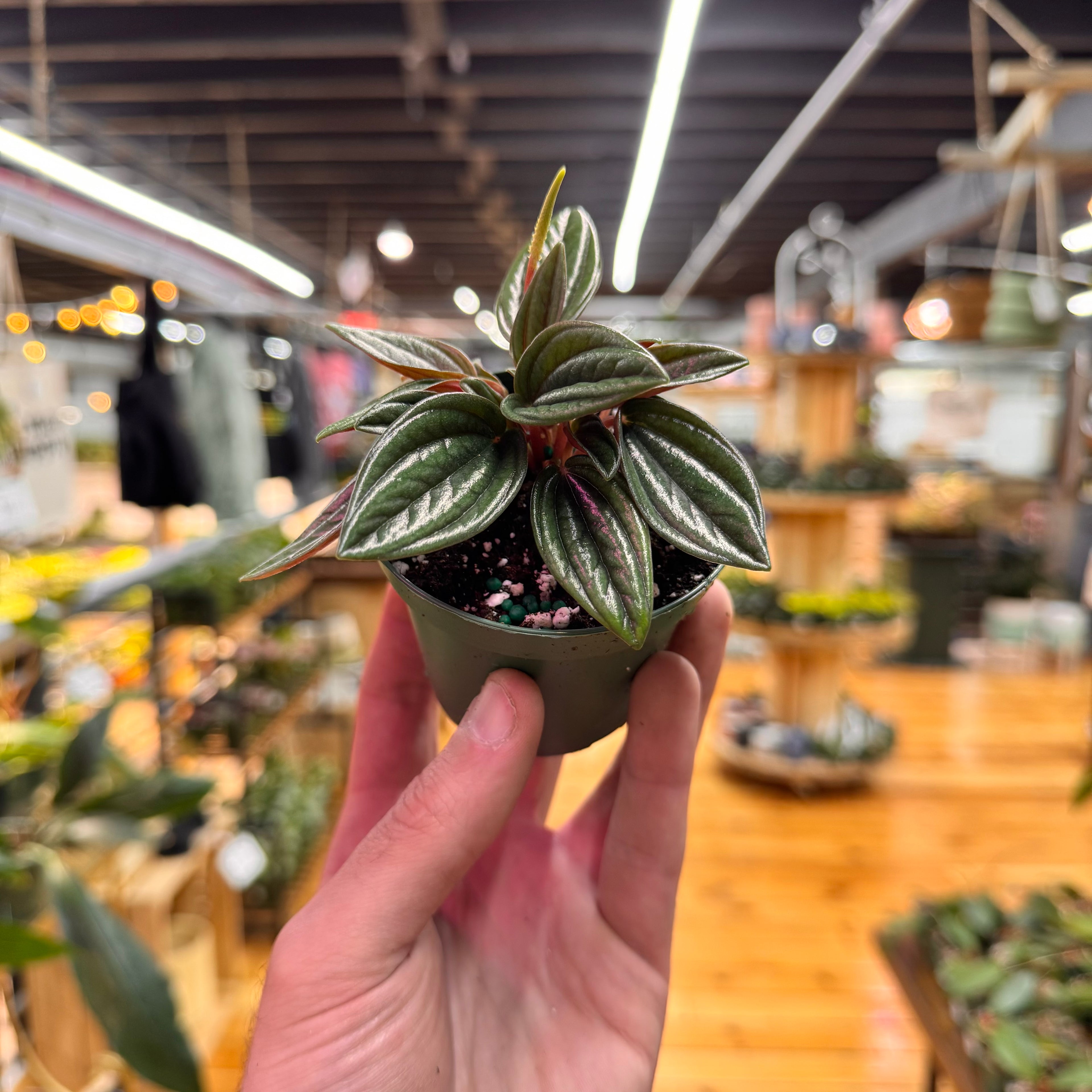 Peperomia Rosso