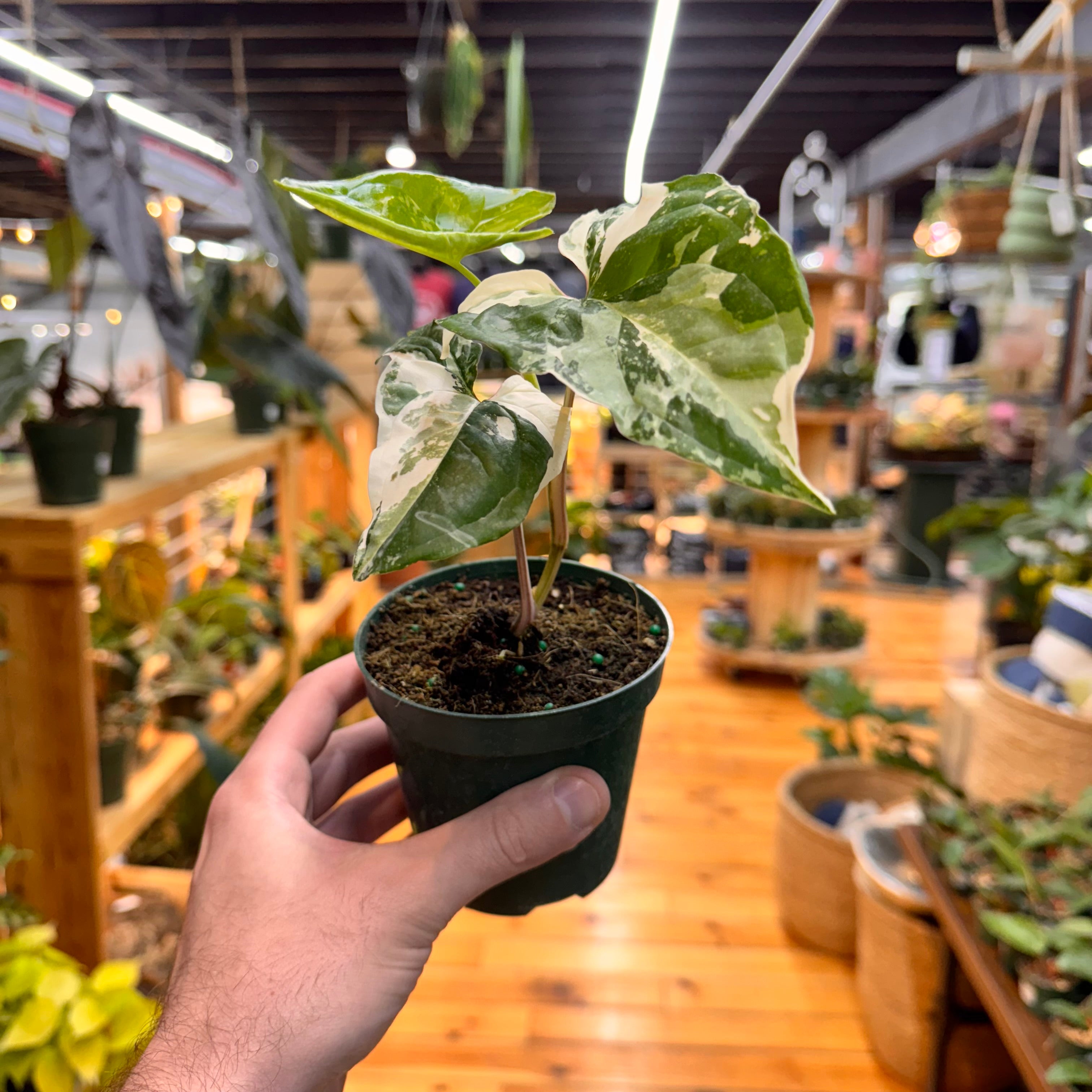 Syngonium Albo