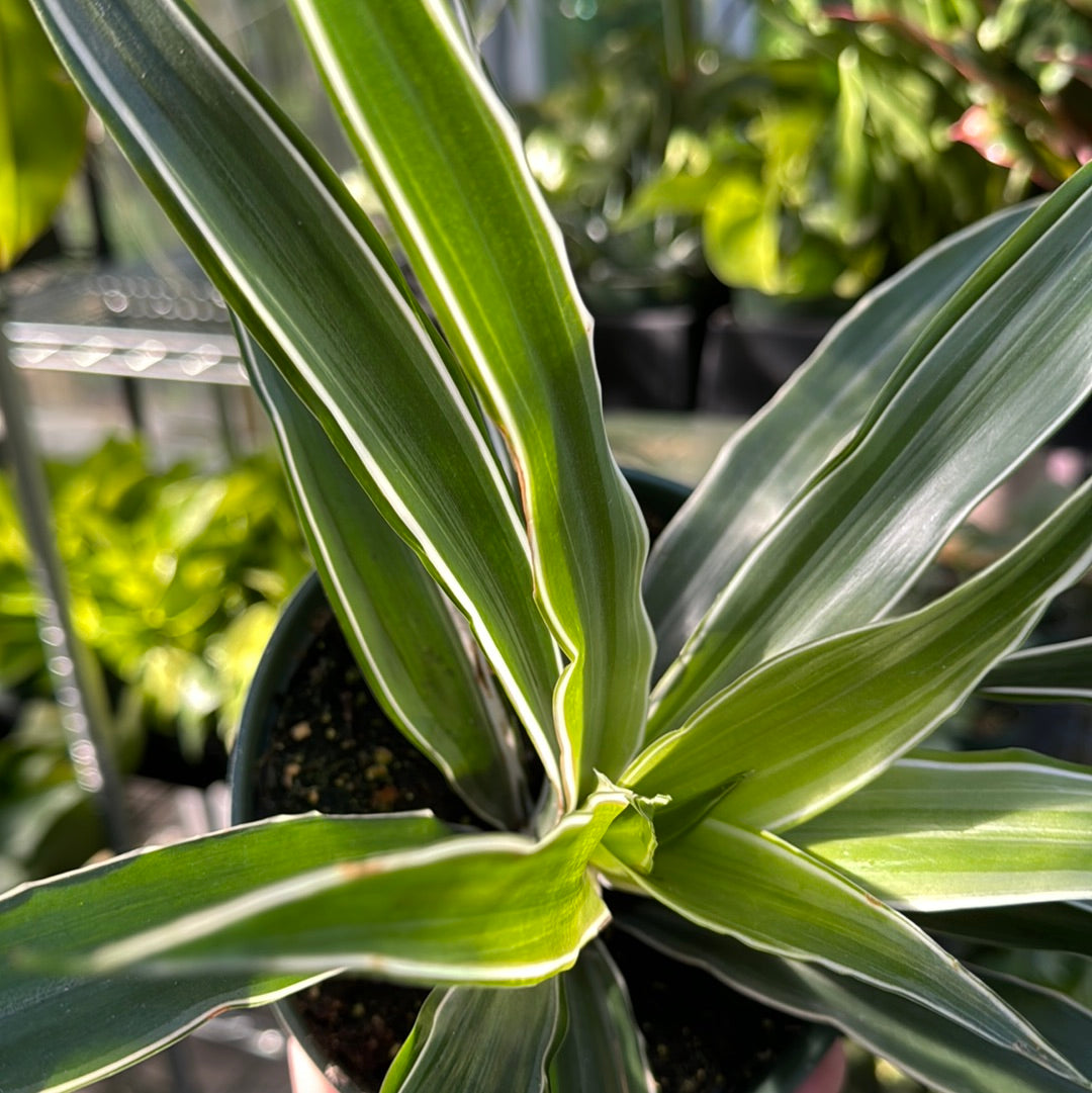 Dracaena Warneckii White Jewel