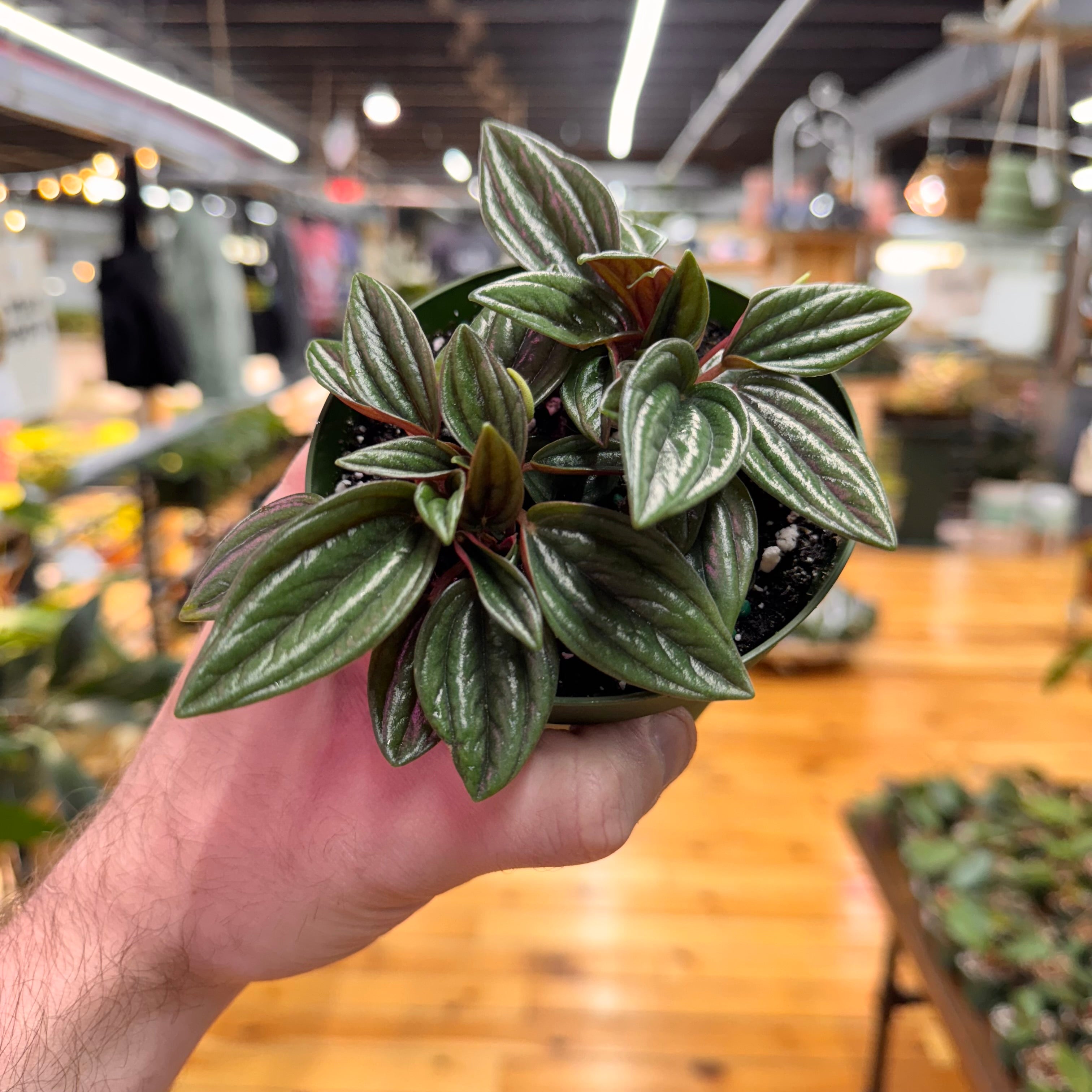 Peperomia Rosso