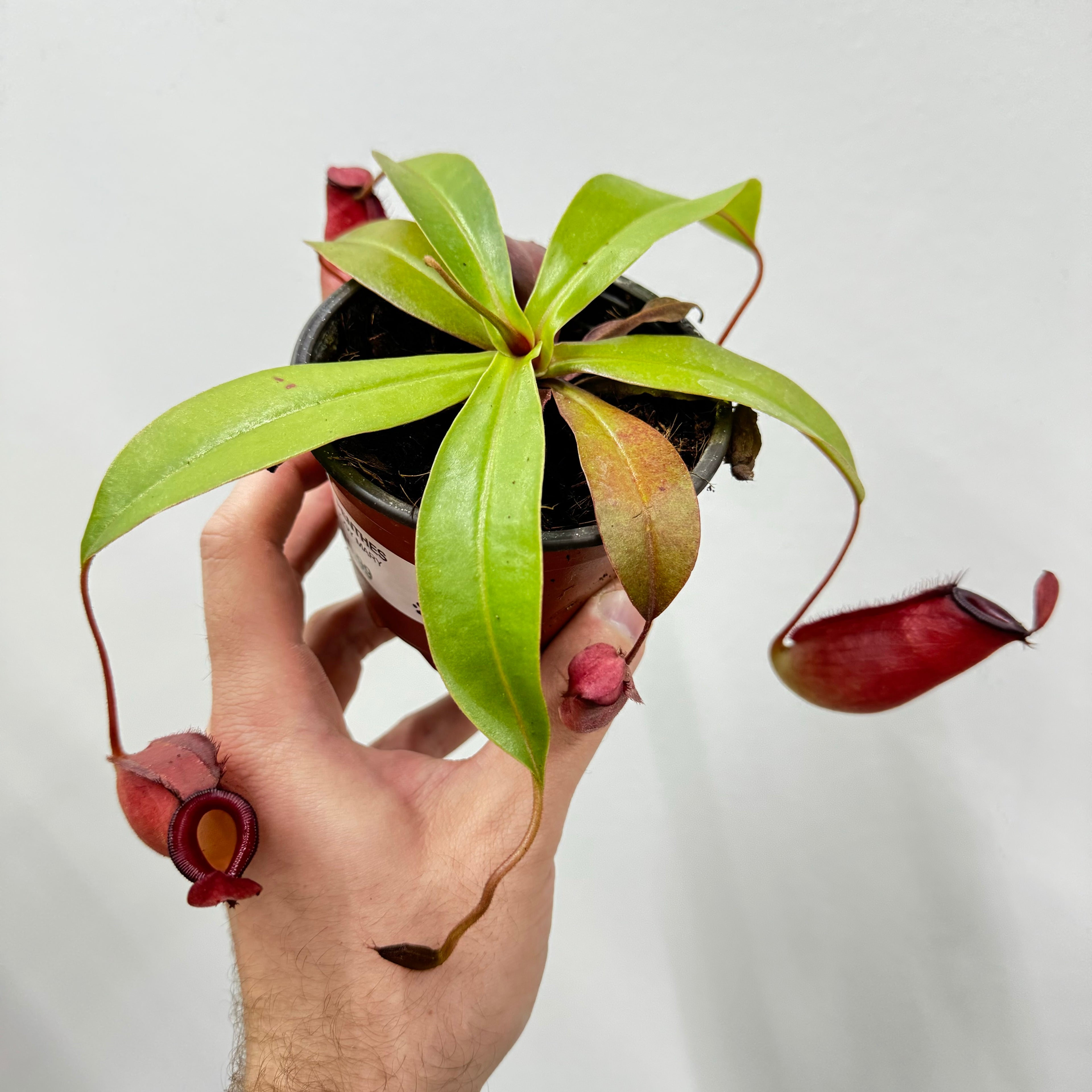 Nepenthes Bloody Mary