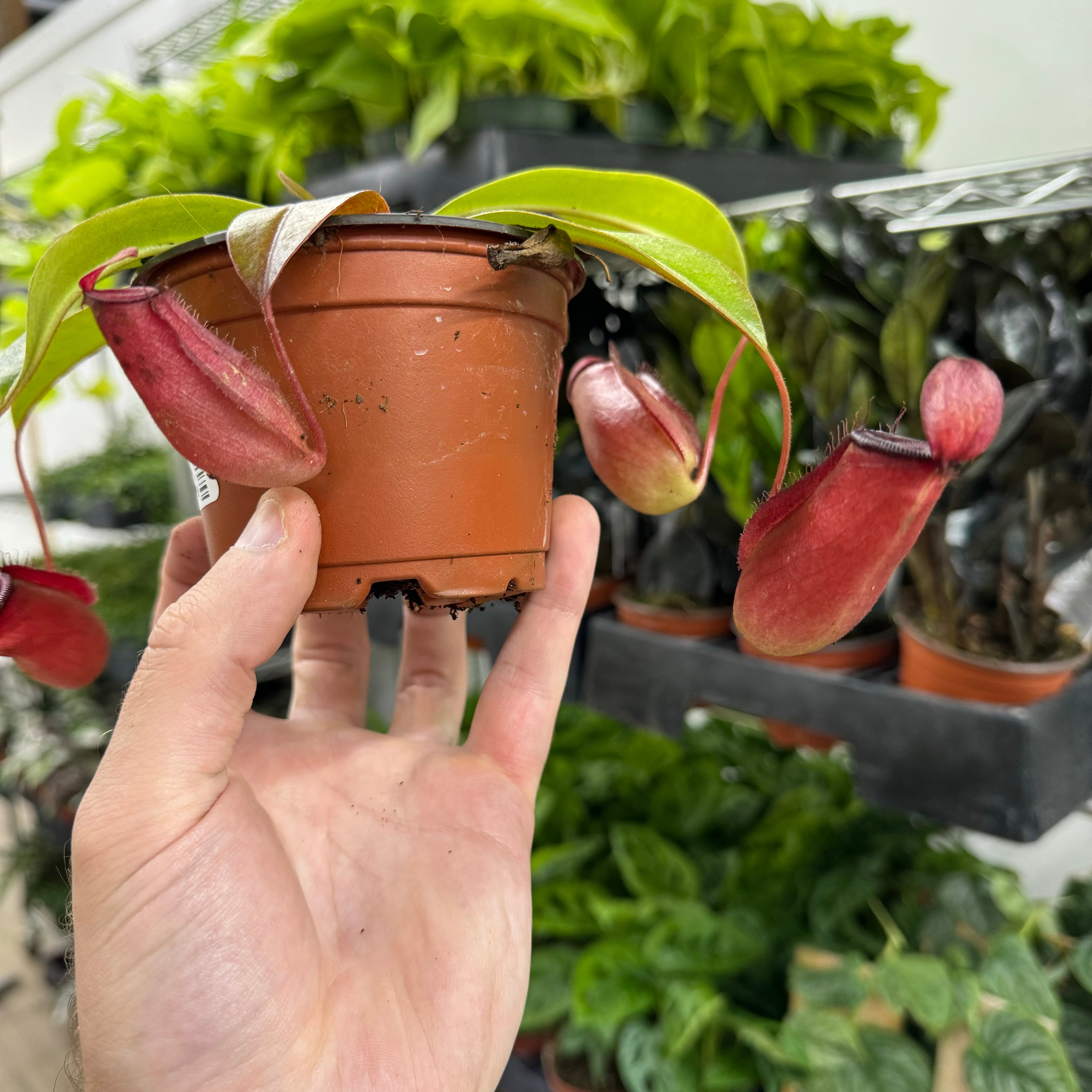 Nepenthes Bloody Mary