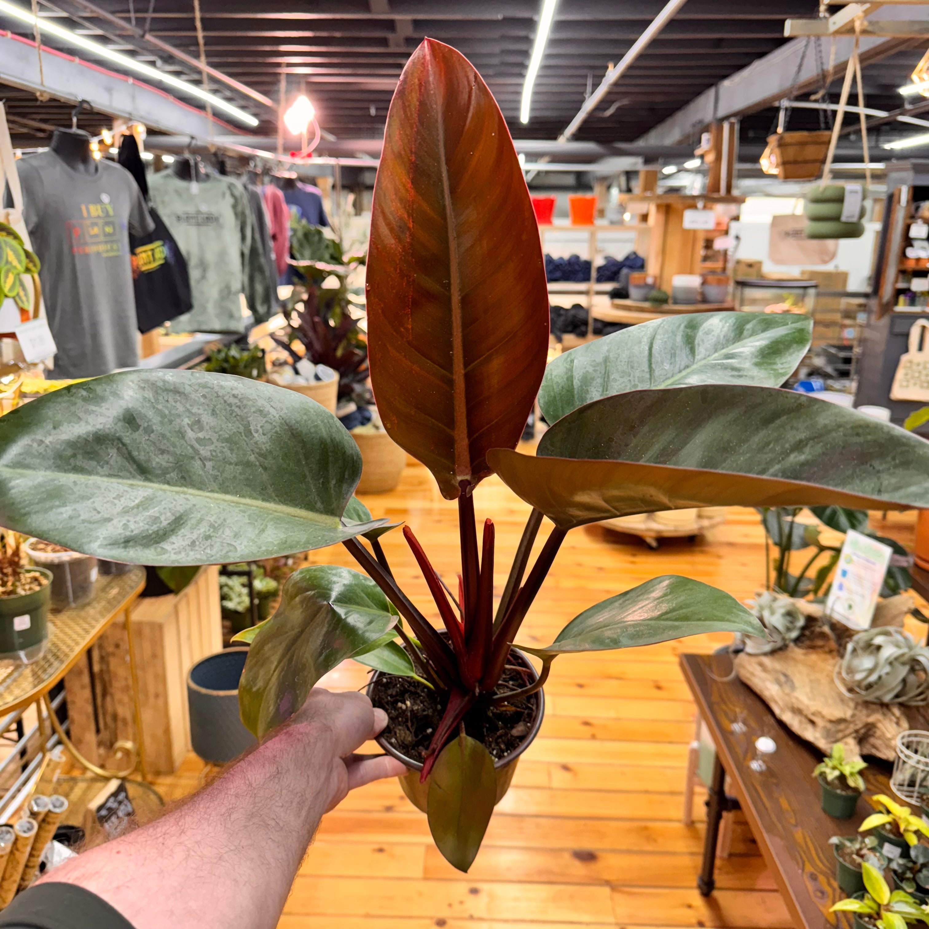 Philodendron Congo Rojo
