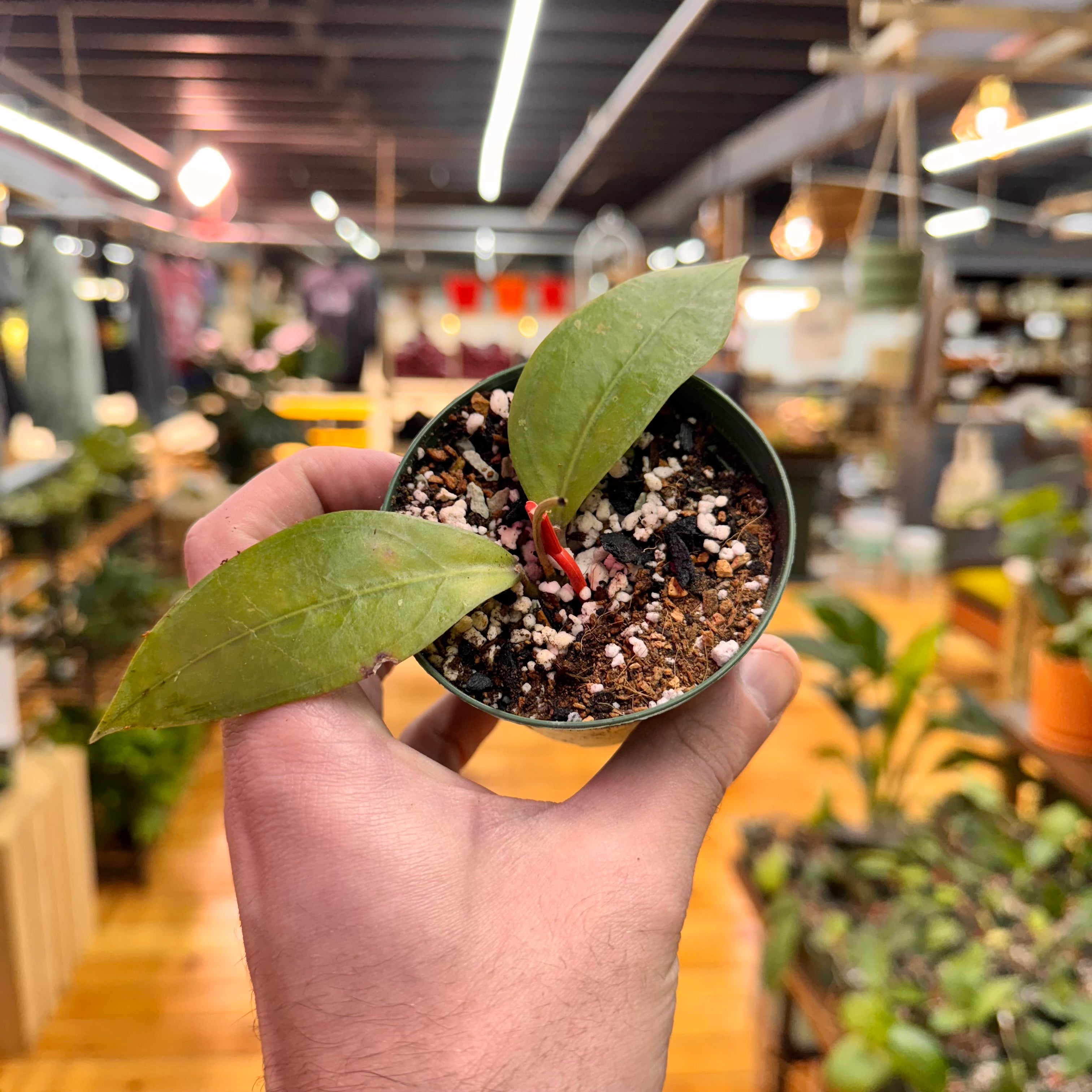 Hoya sp. Aceh Gomas