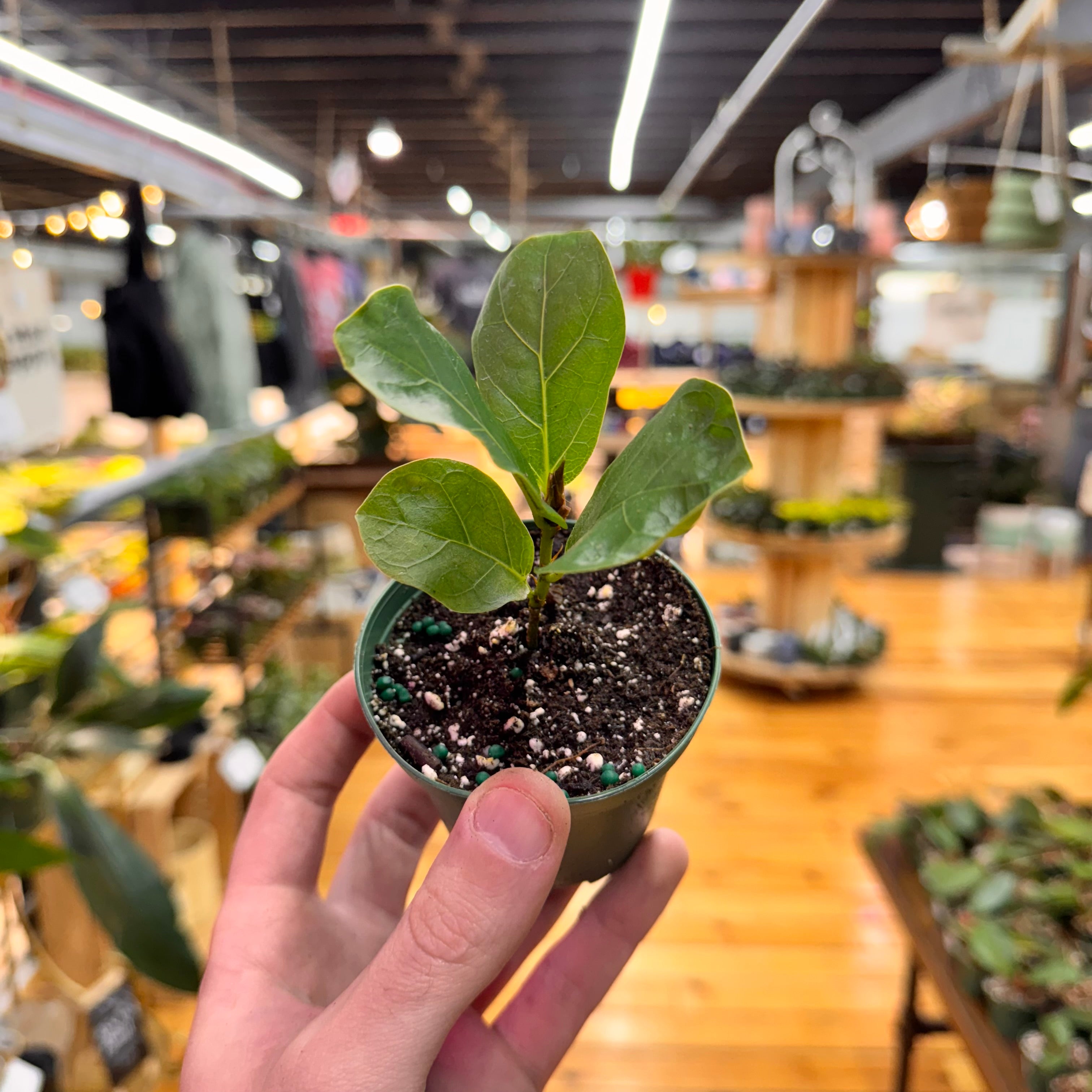Ficus Bambino
