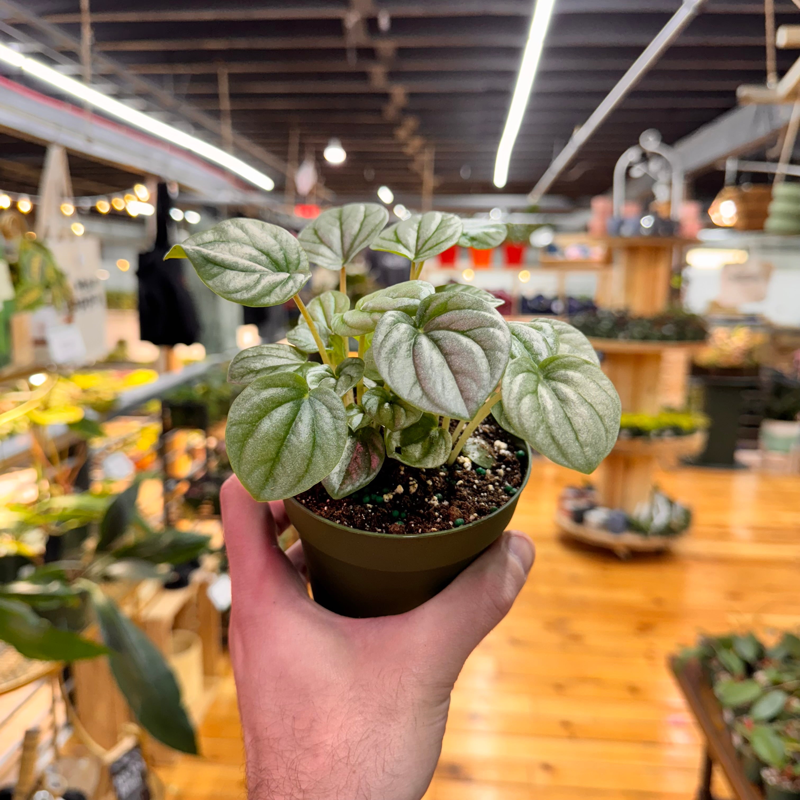 Peperomia Frost