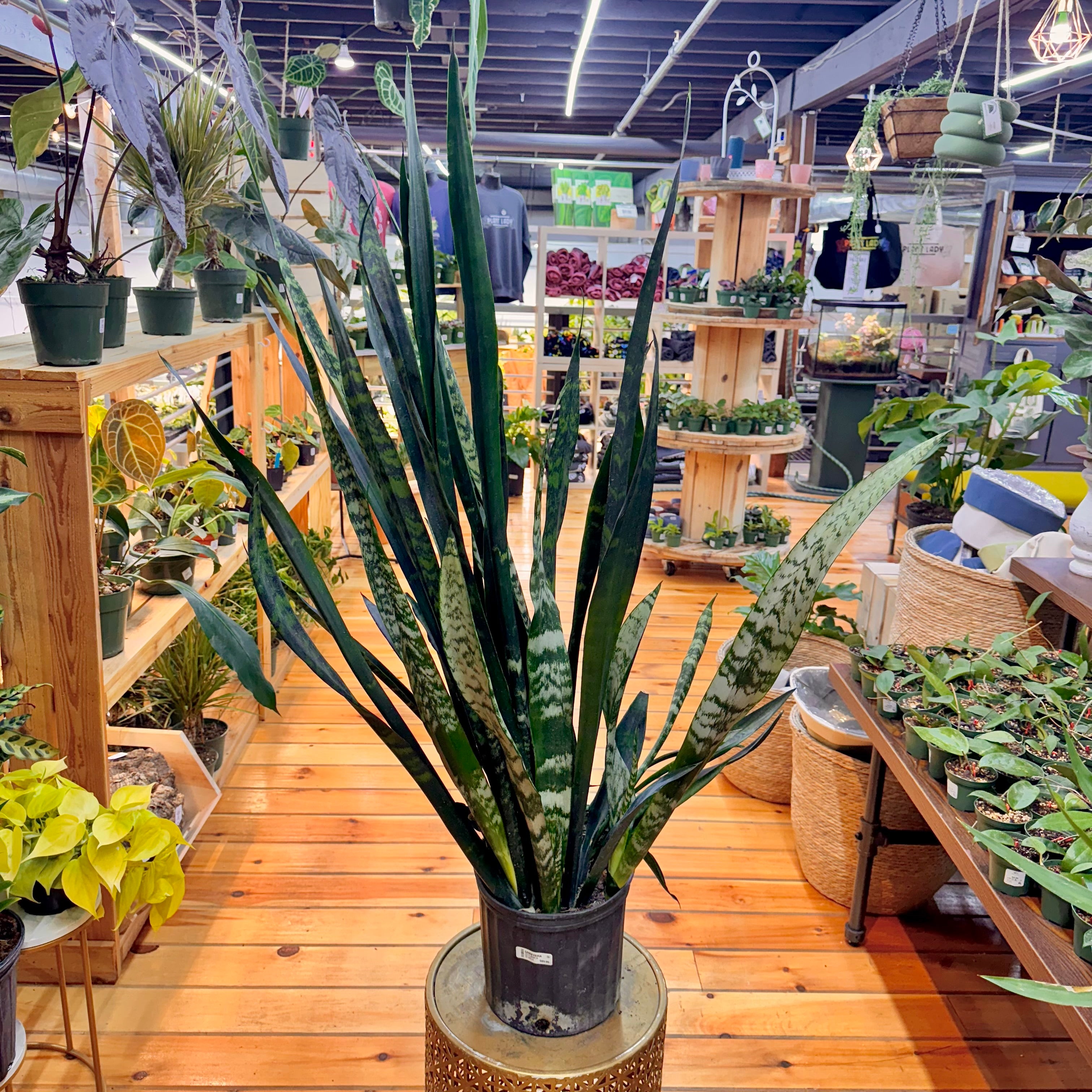 Sansevieria Zeylanica
