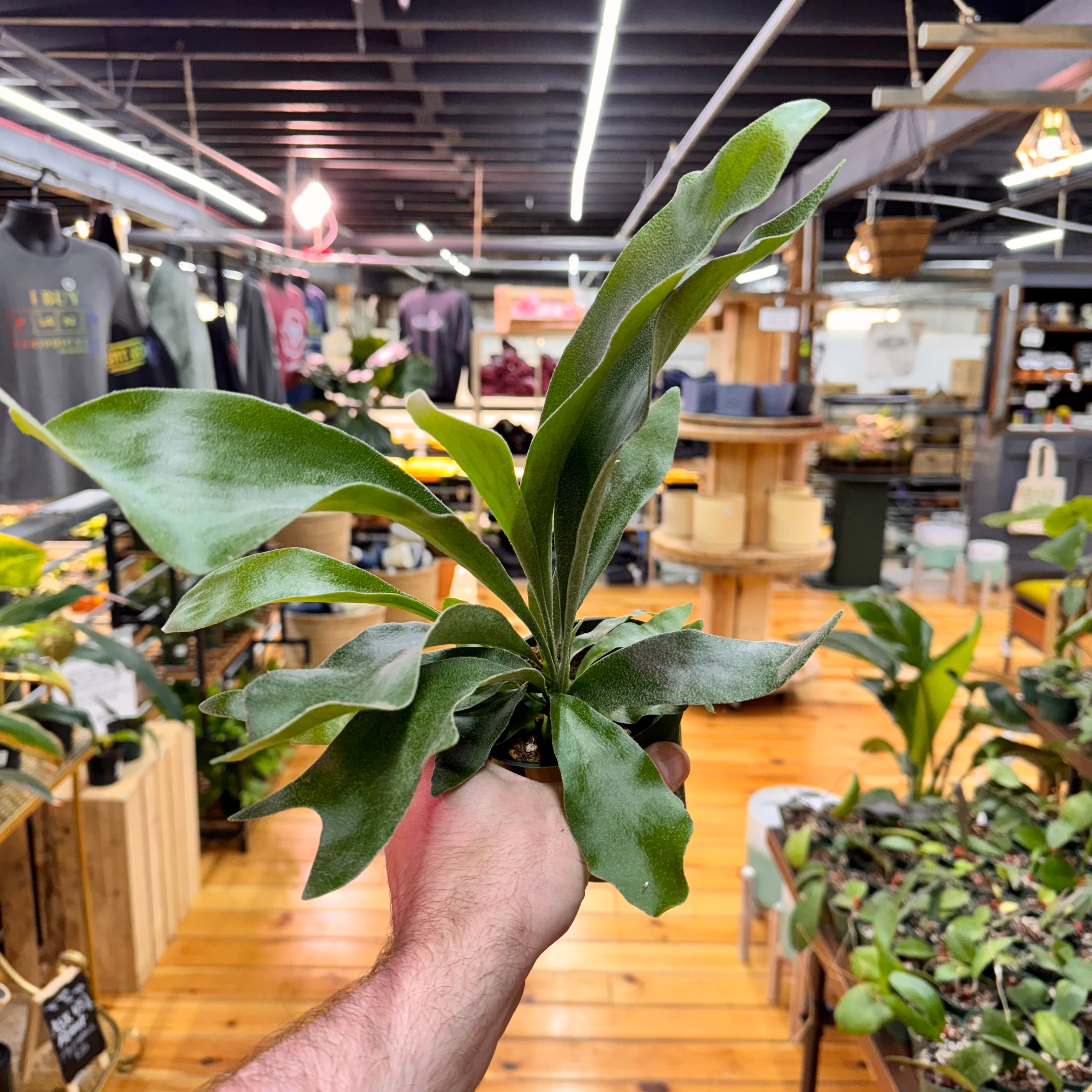 Fern Staghorn
