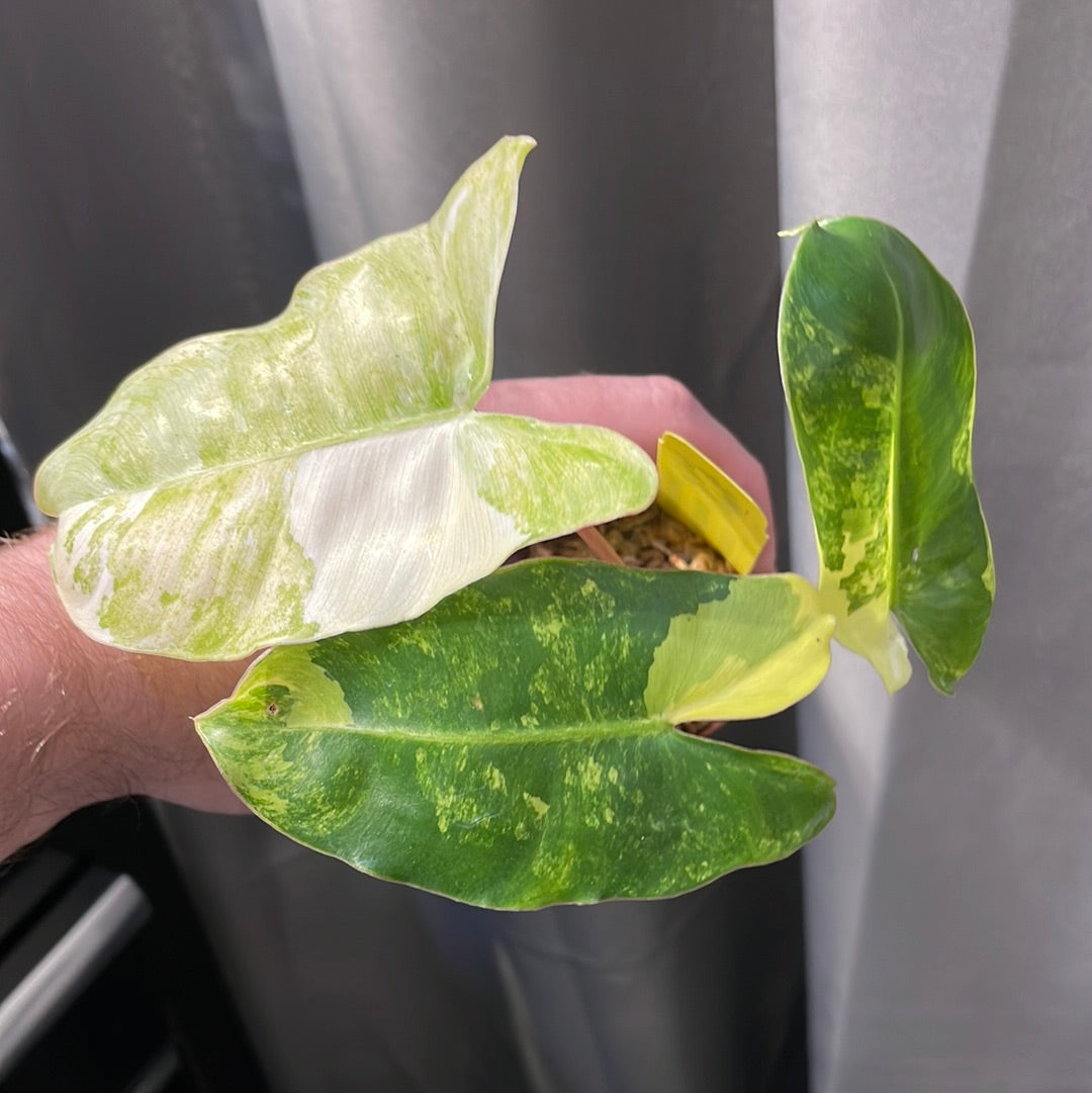Philodendron Burle Marx Variegated