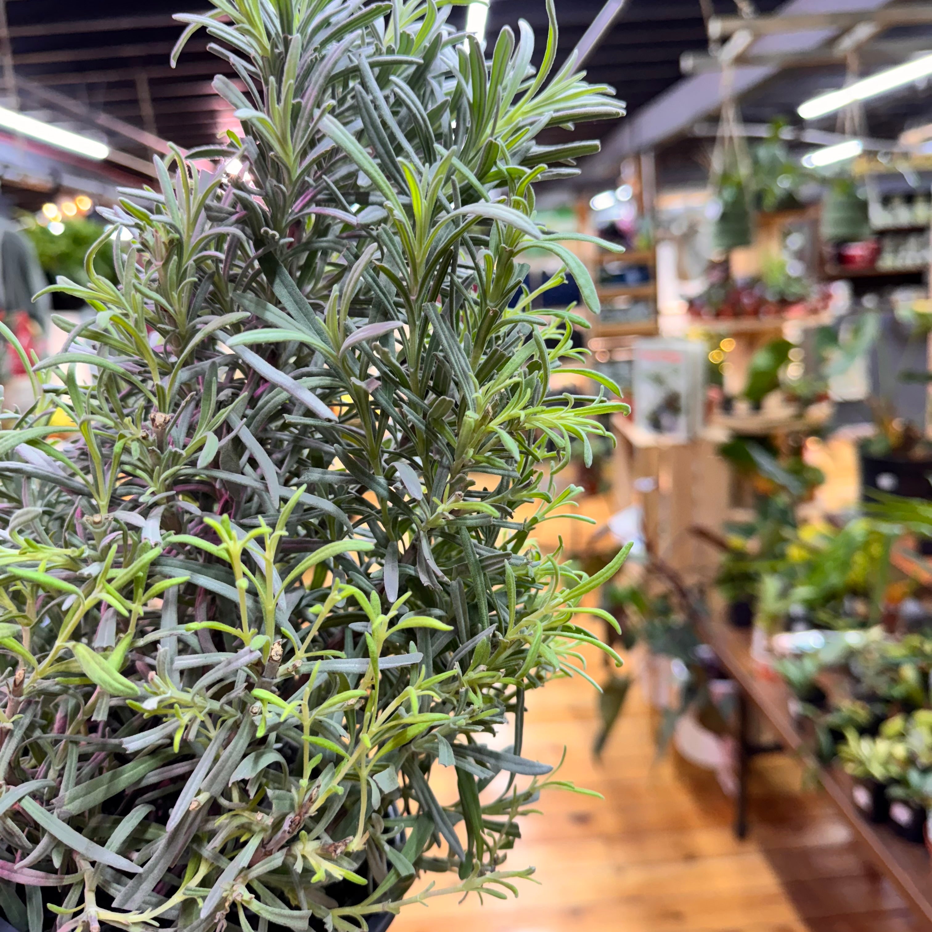 Lavender Tree