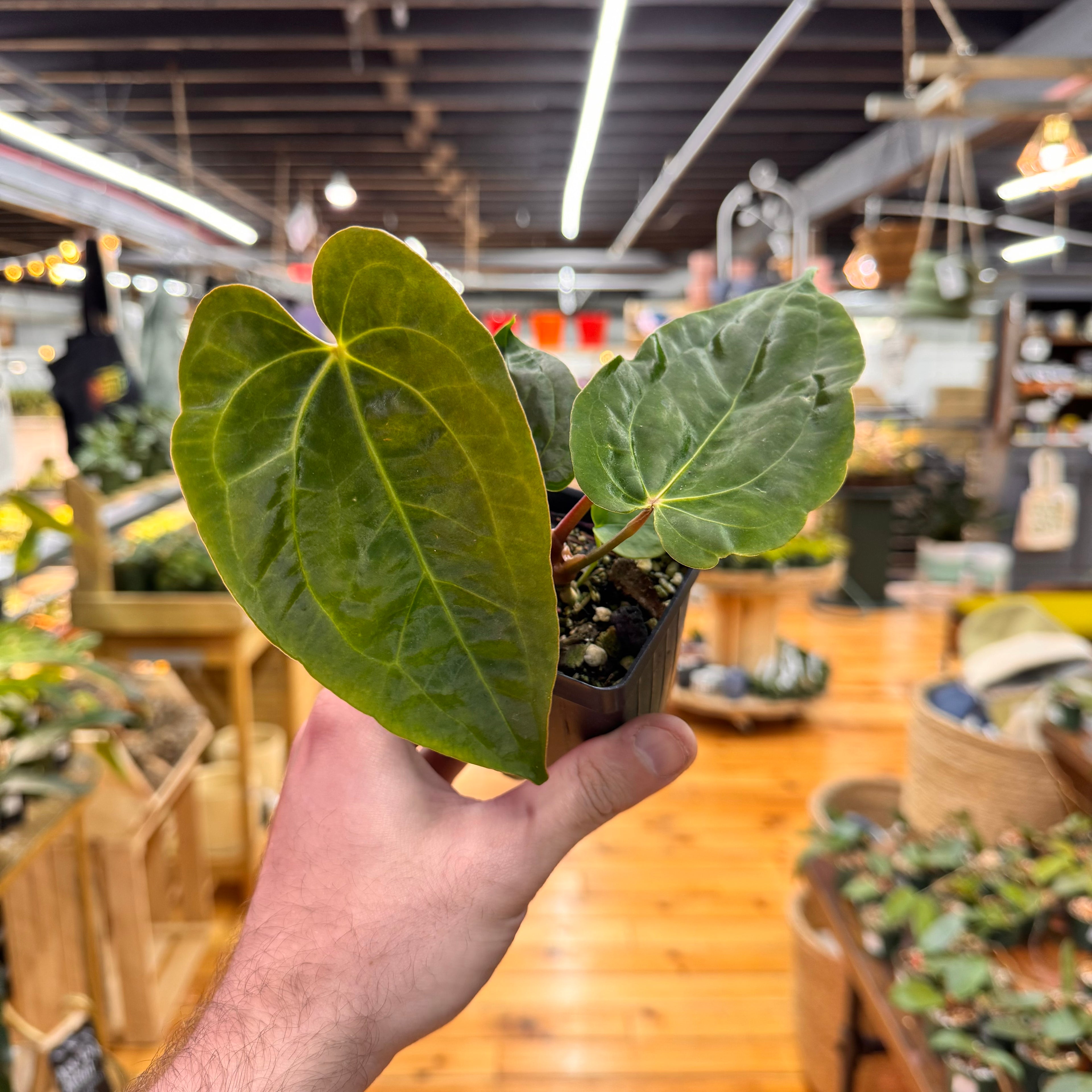 Anthurium (Papillilaminum x Magnificum) x Papillilaminum FSRL
