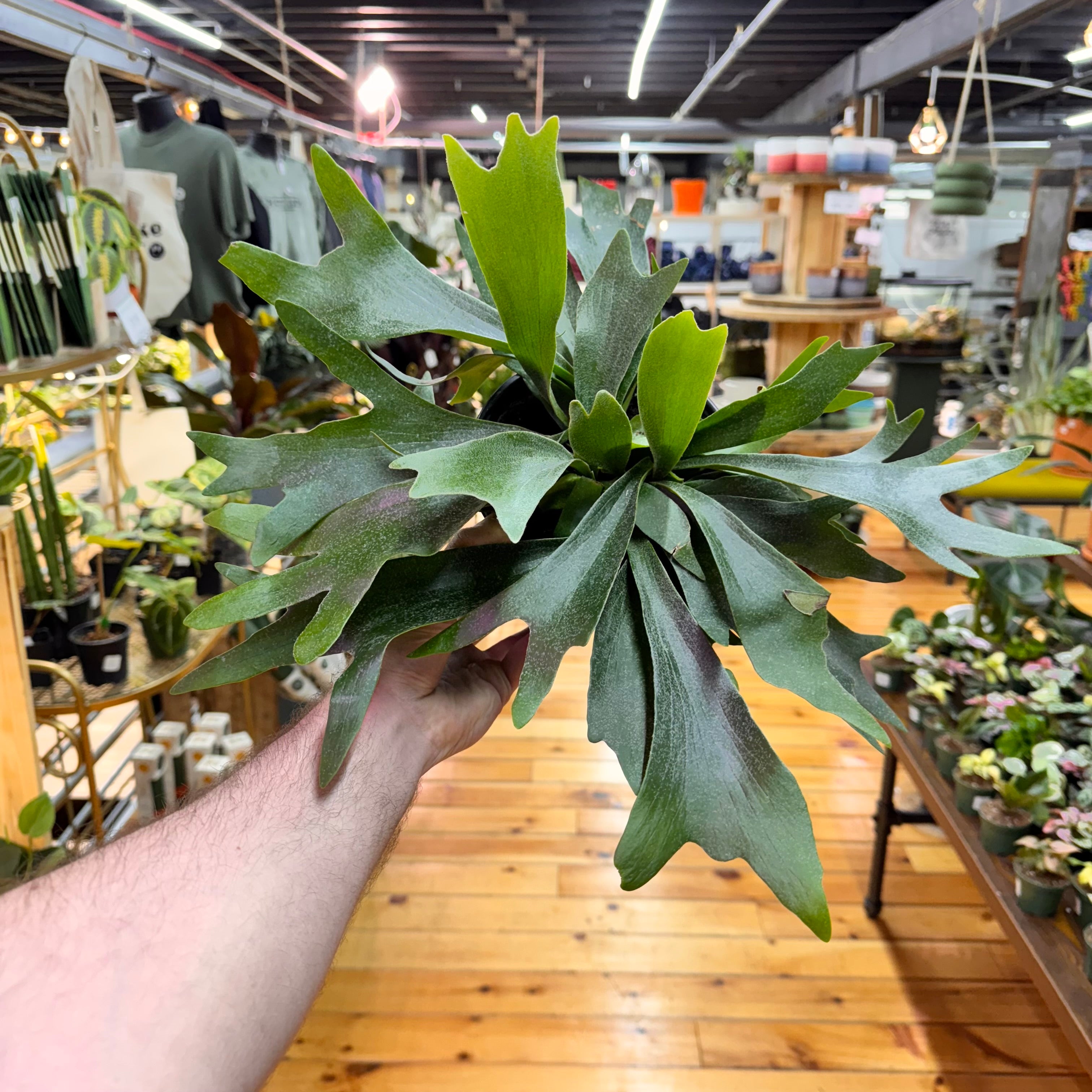 Fern Staghorn