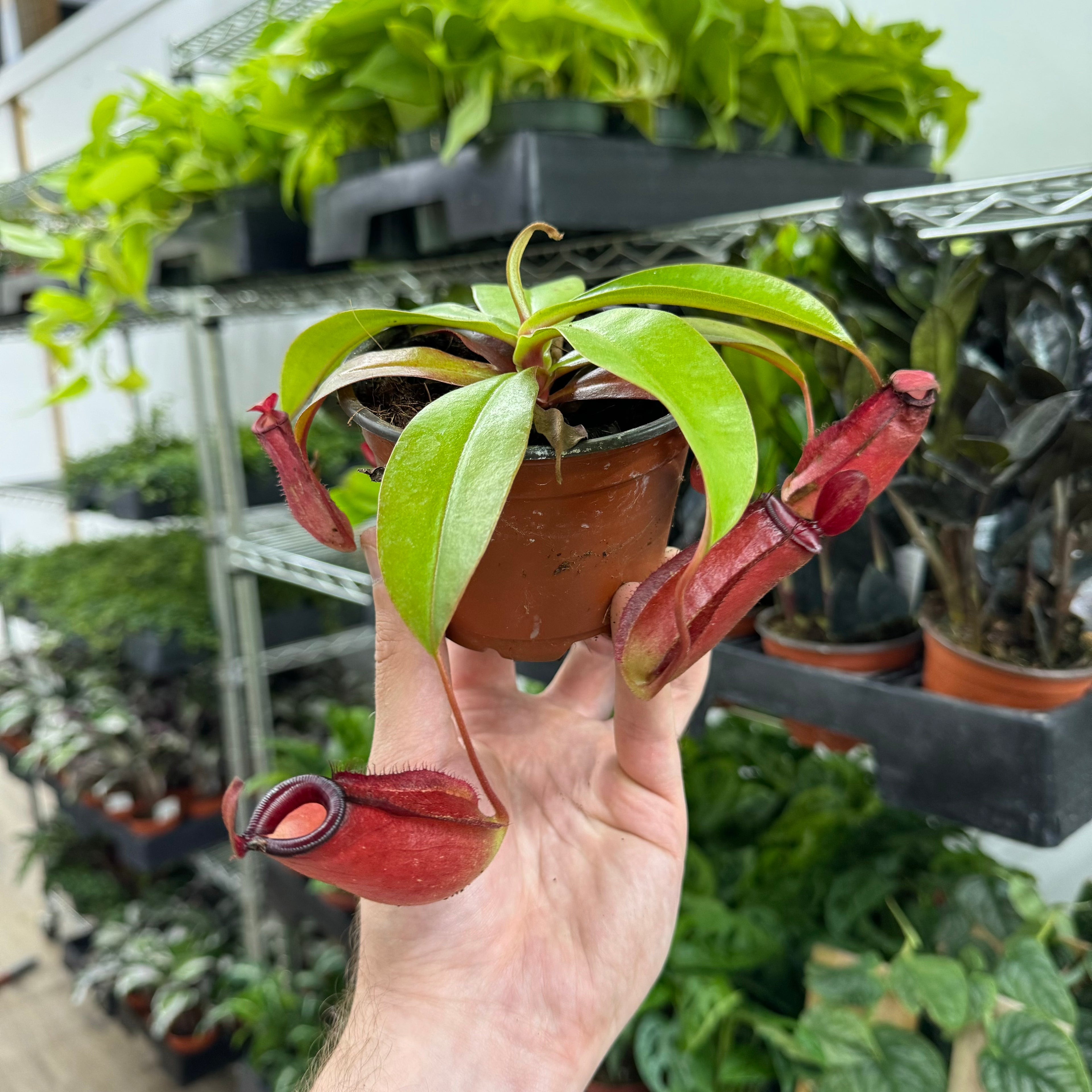 Nepenthes Bloody Mary