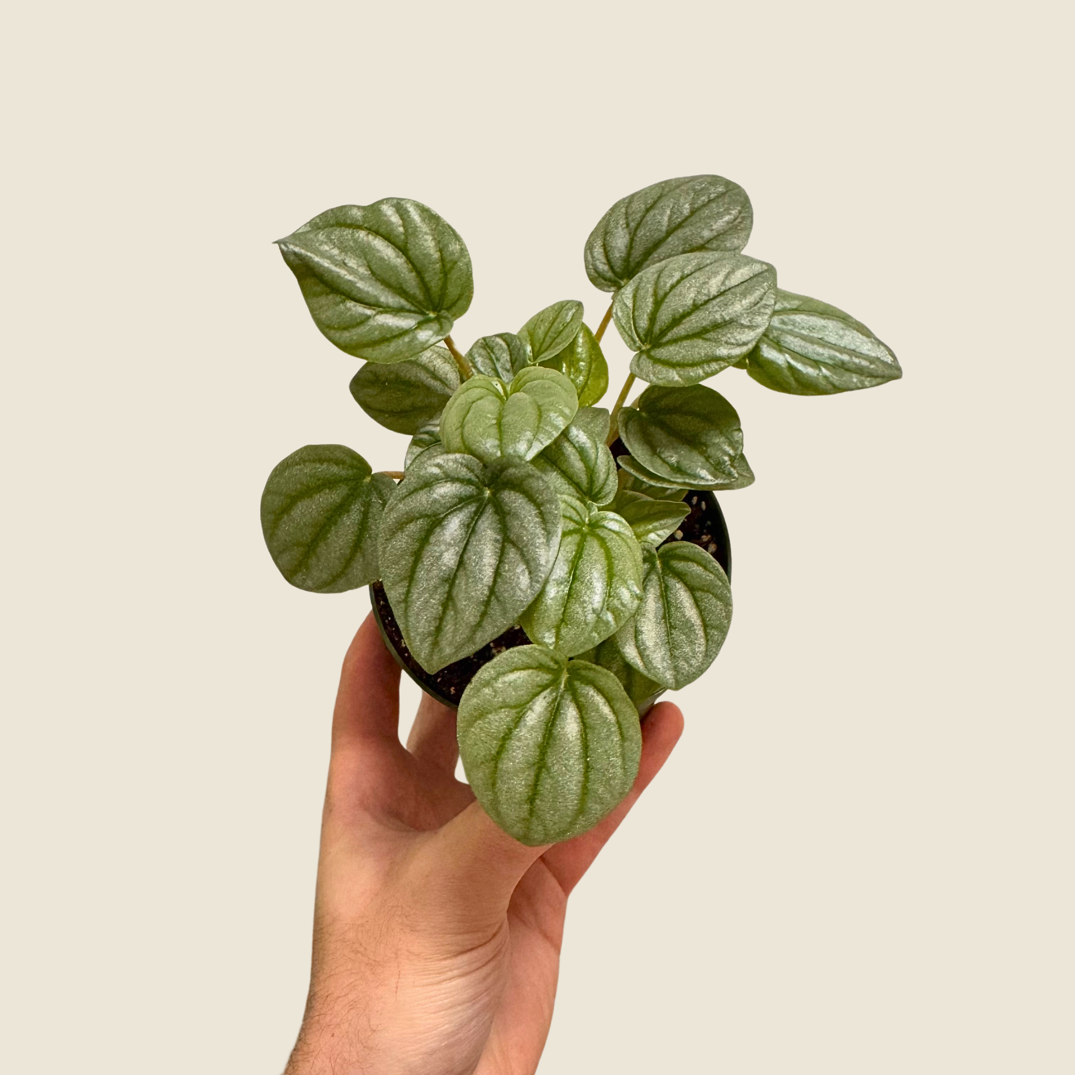 Peperomia Frost