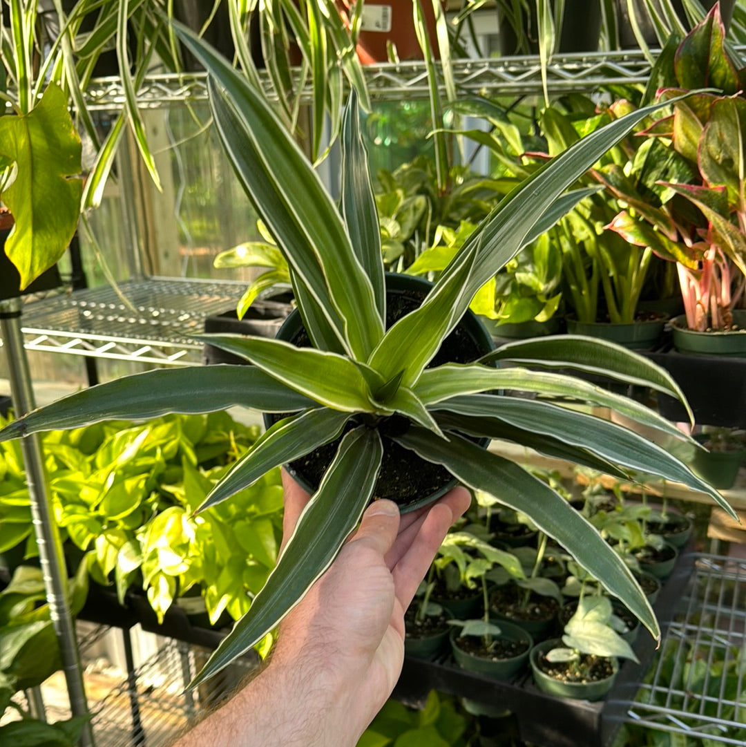 Dracaena Warneckii White Jewel