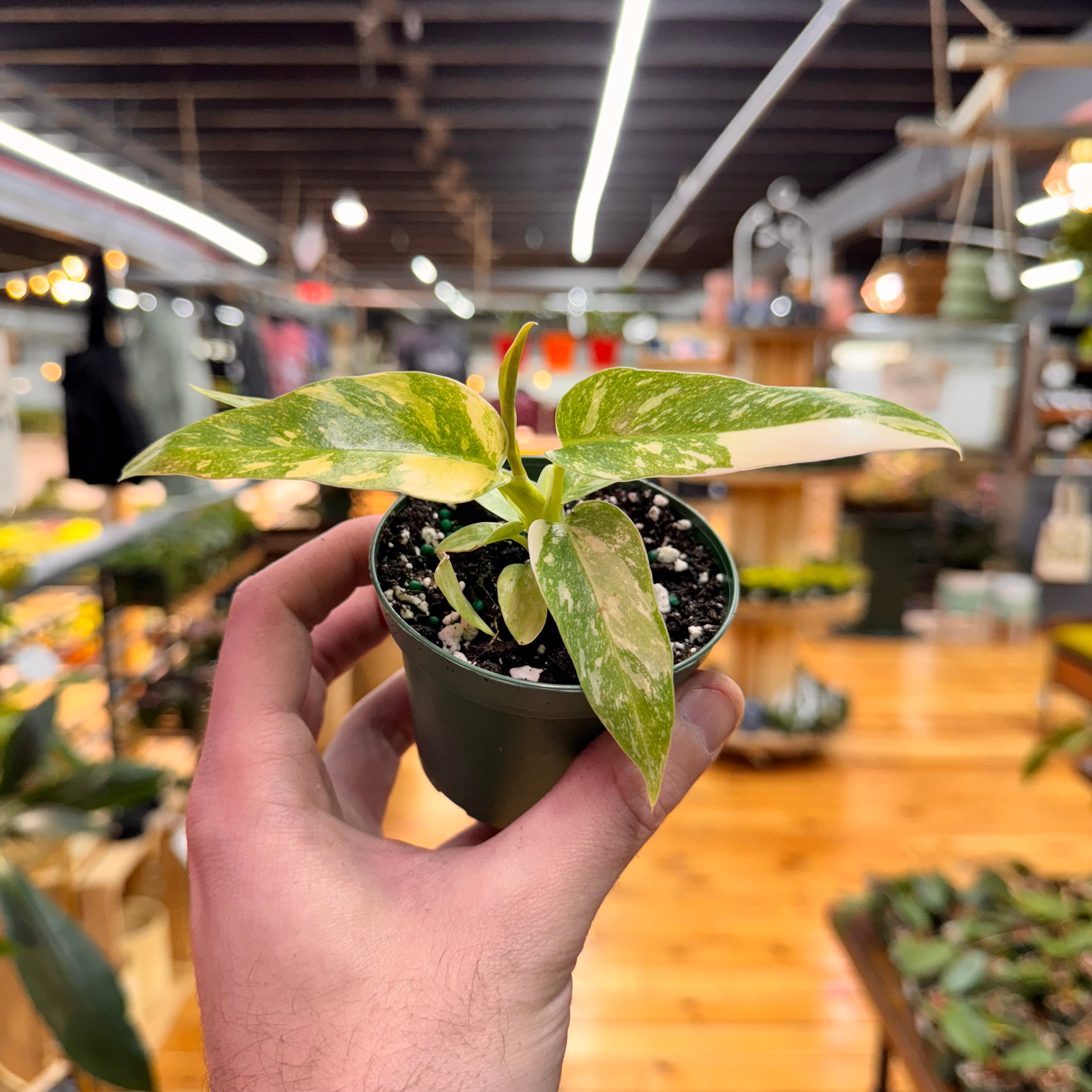 Philodendron Ring of Fire