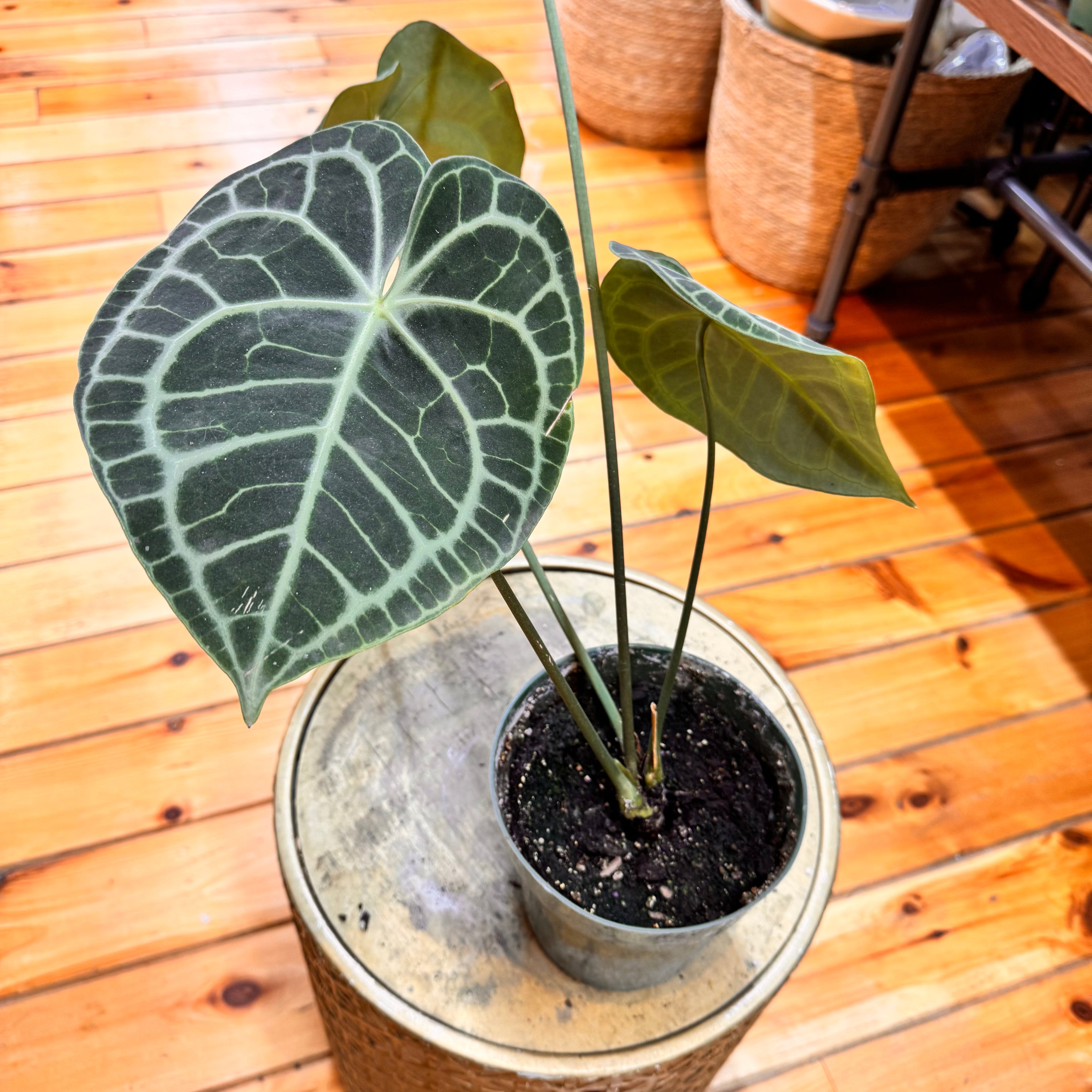 Anthurium Queen of Clarinervum