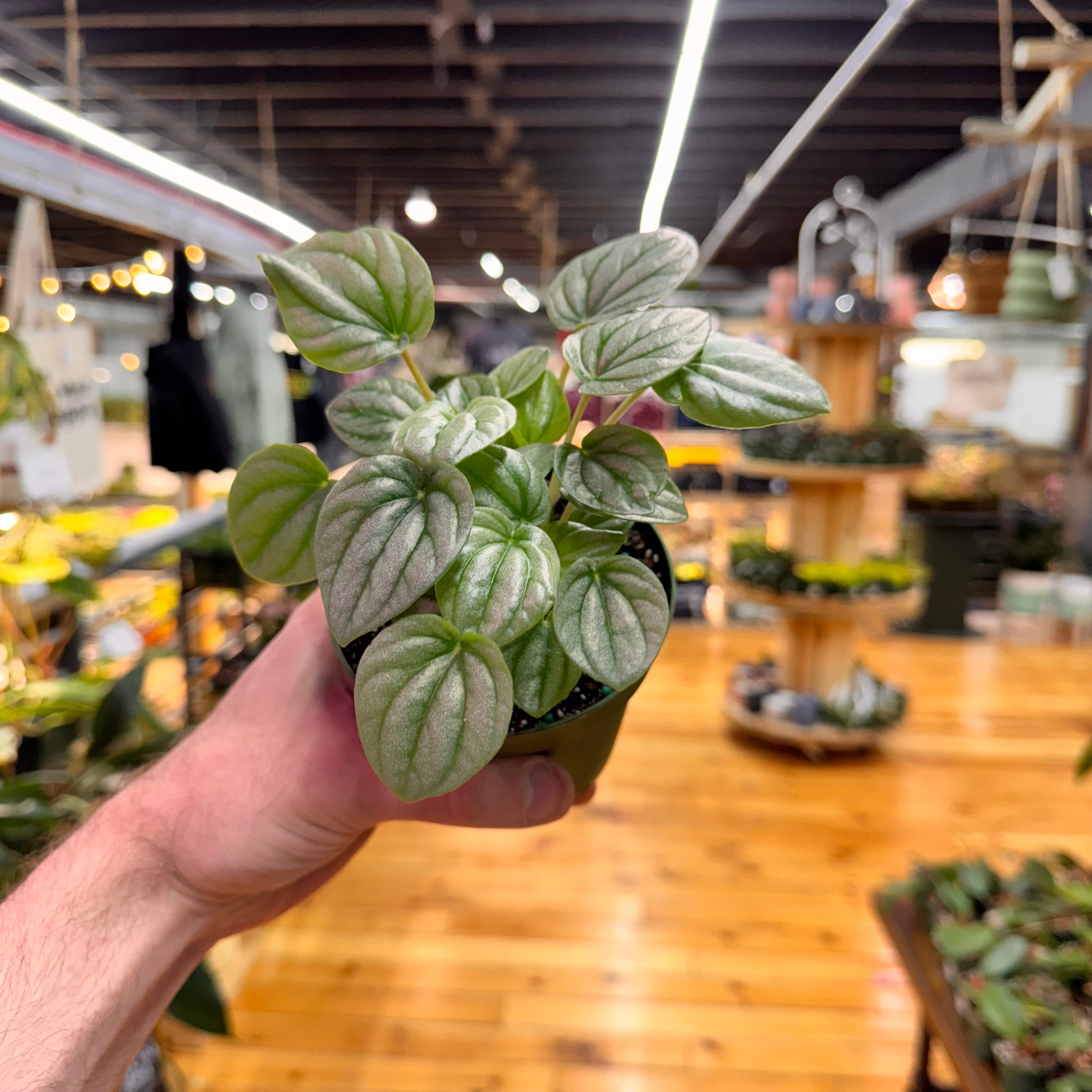 Peperomia Frost