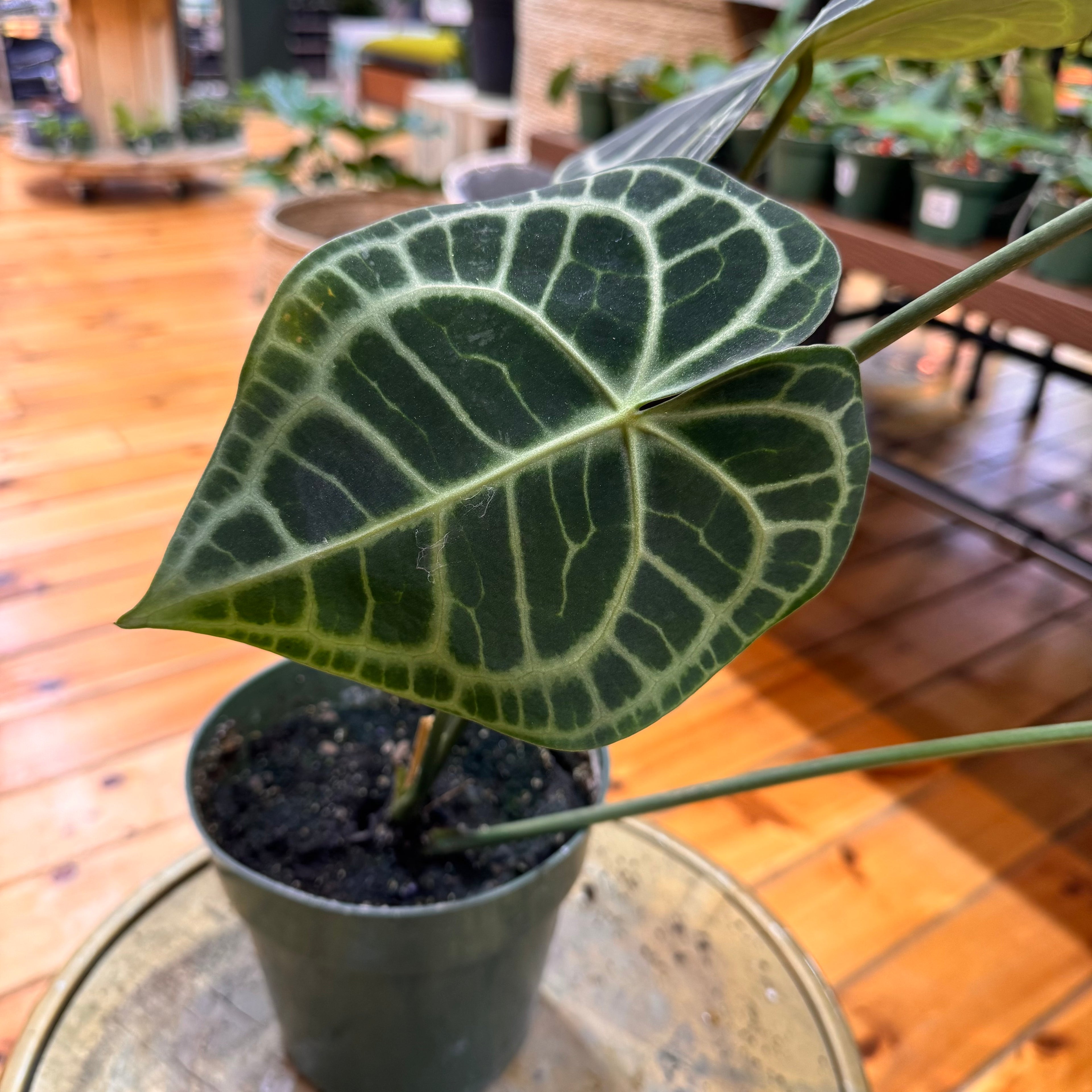 Anthurium Queen of Clarinervum