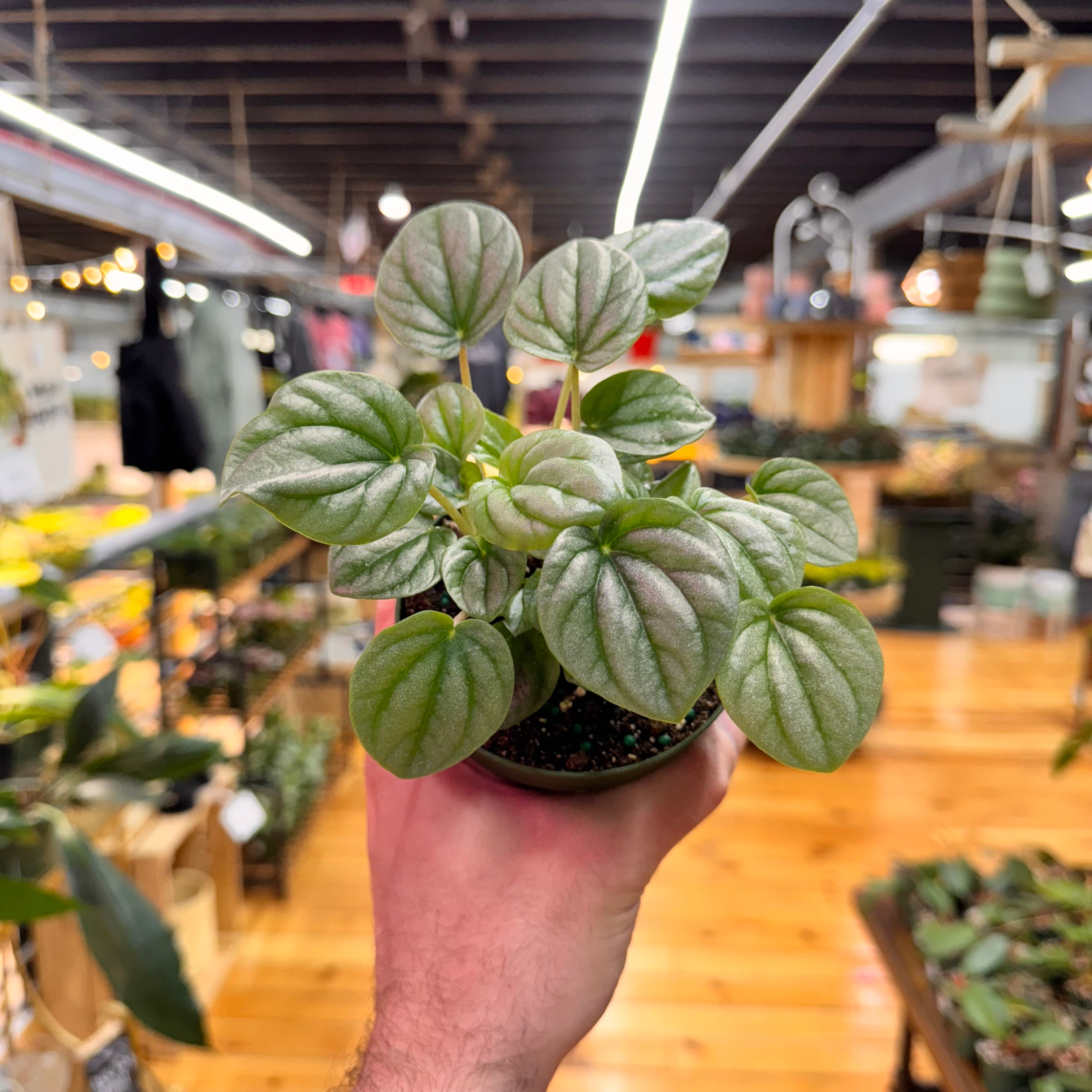 Peperomia Frost