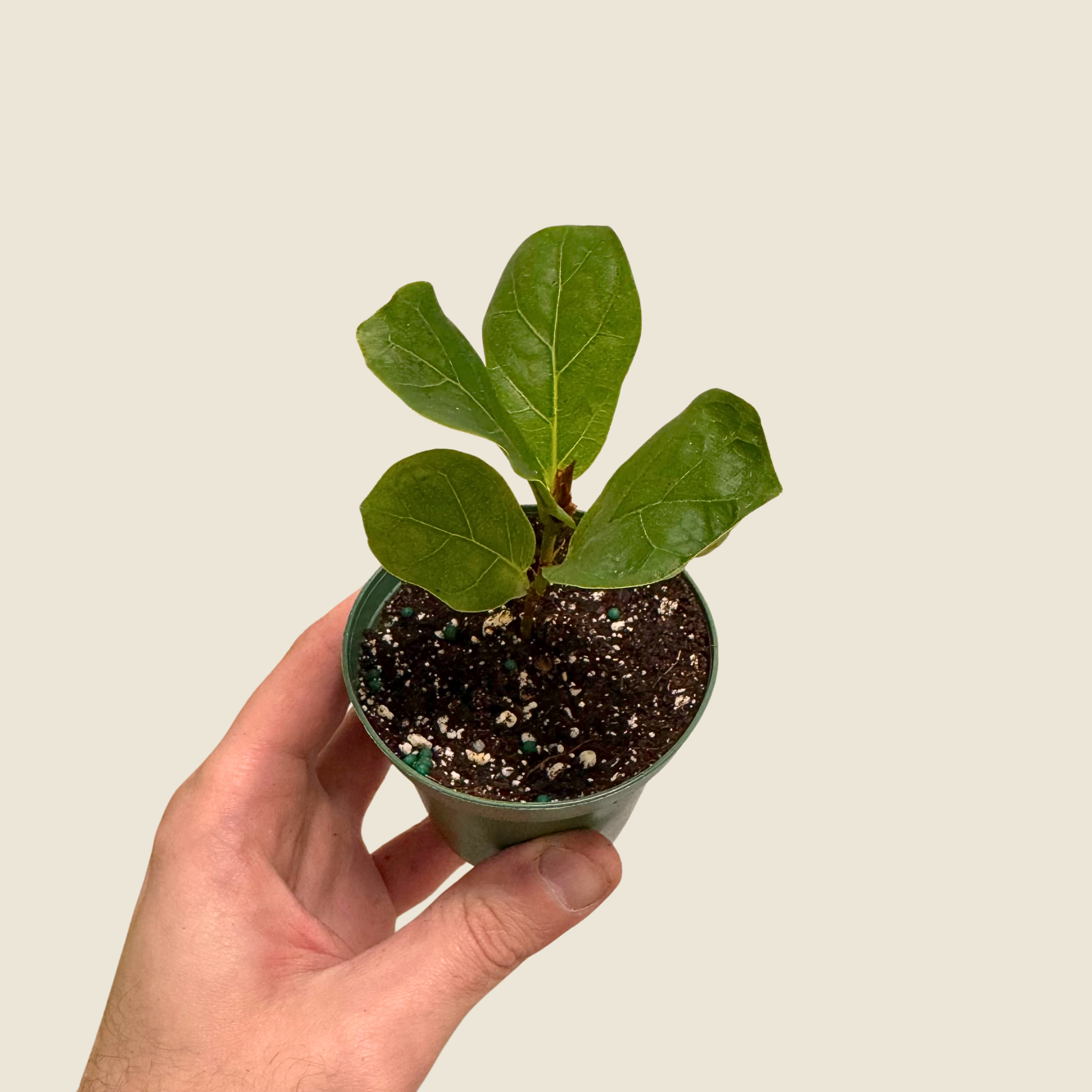 Ficus Bambino