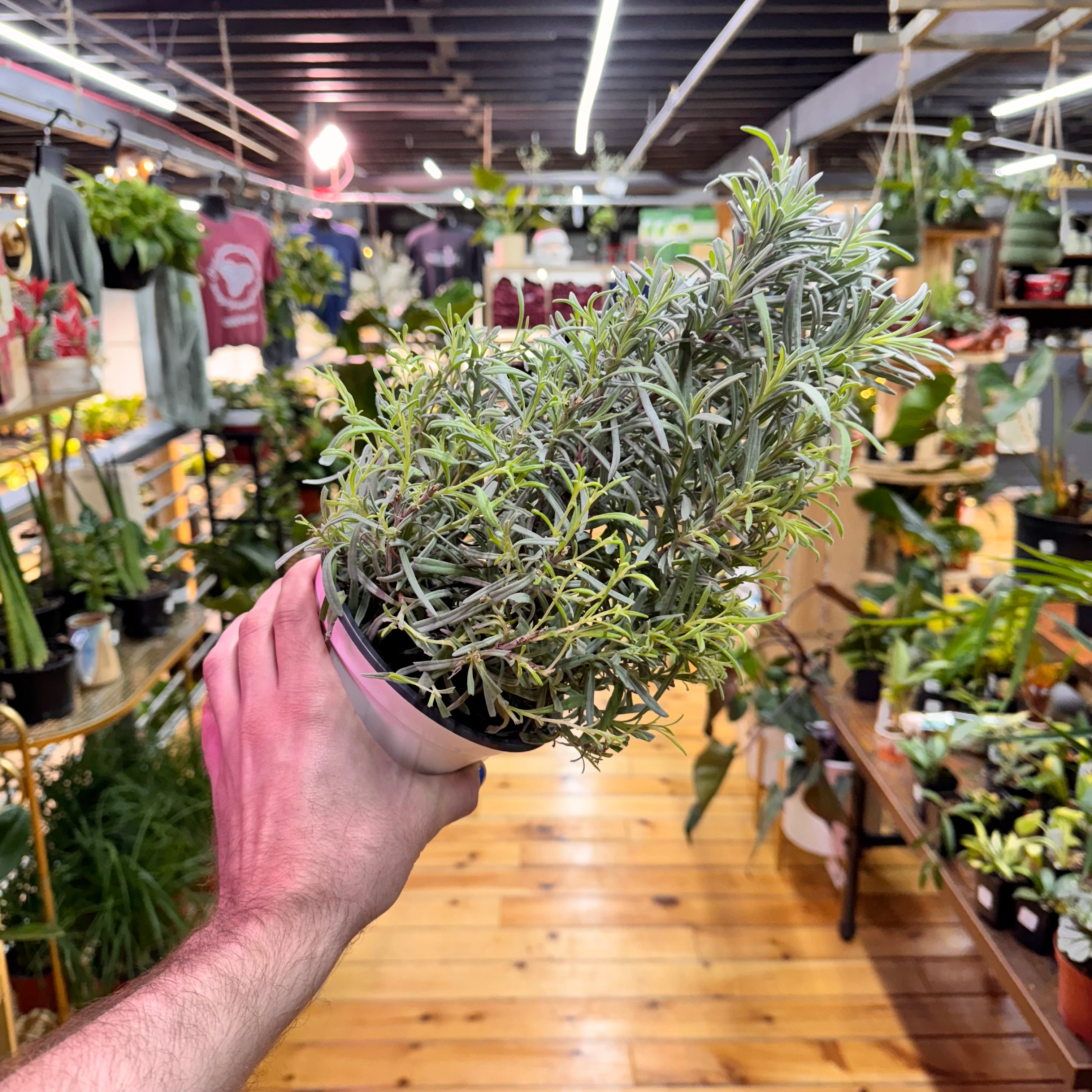 Lavender Tree