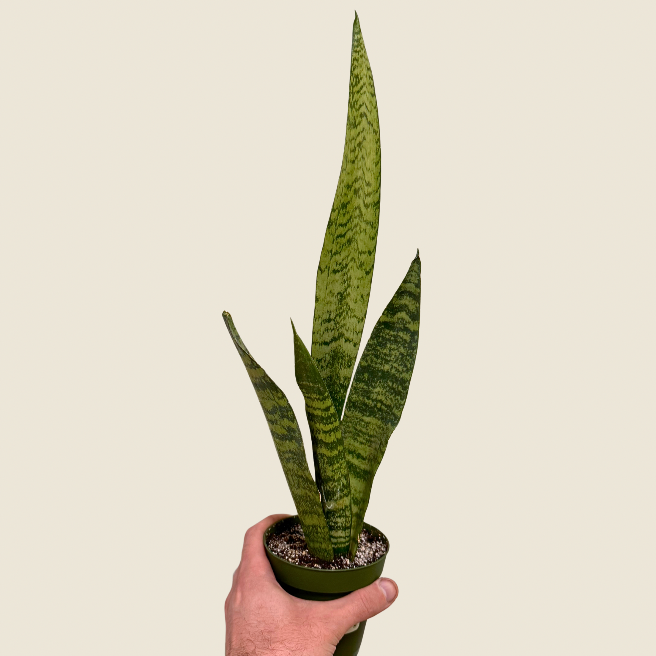 Sansevieria Zeylanica
