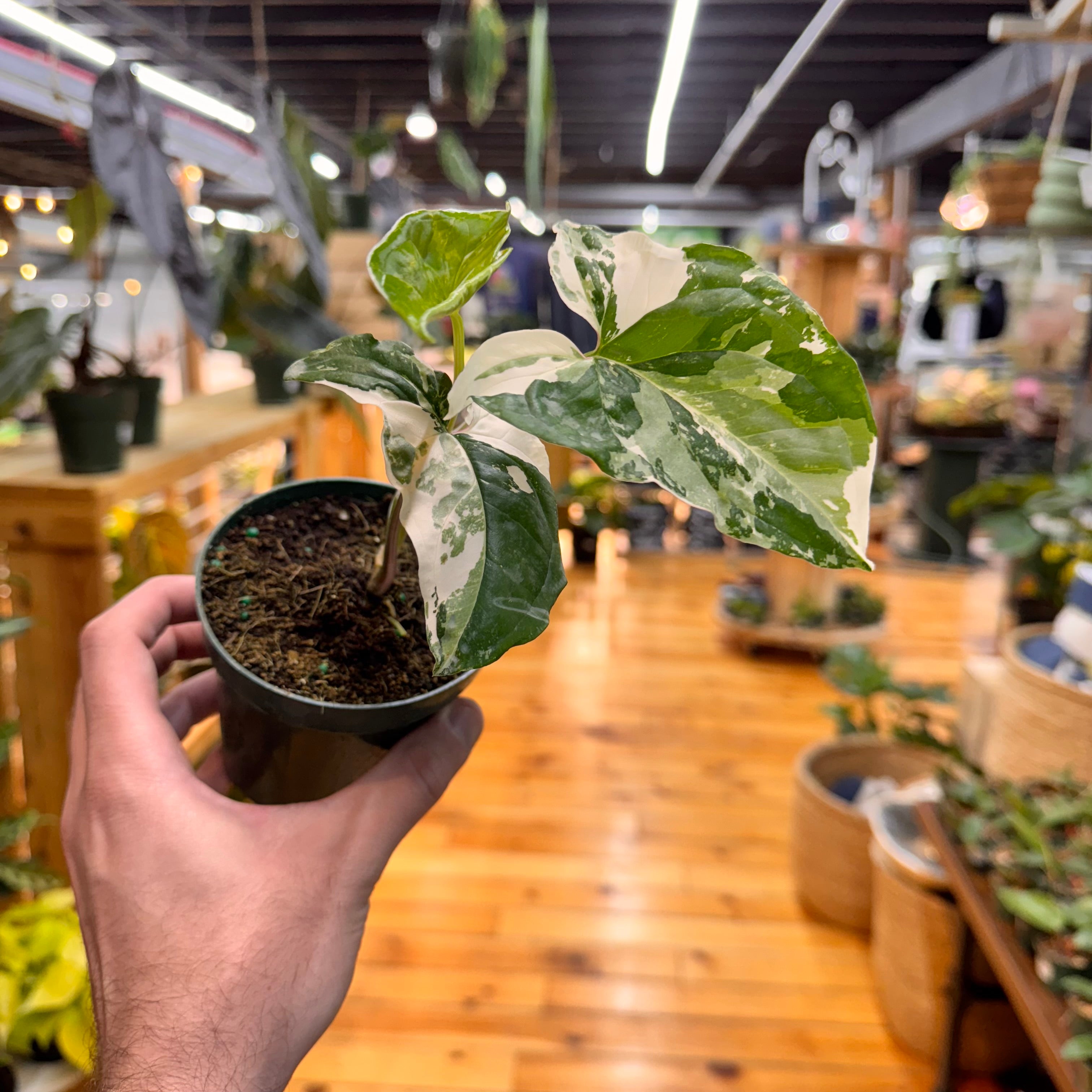 Syngonium Albo