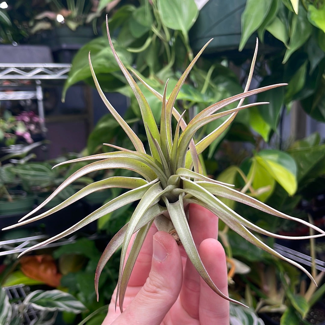 Brachycaulos Air Plant