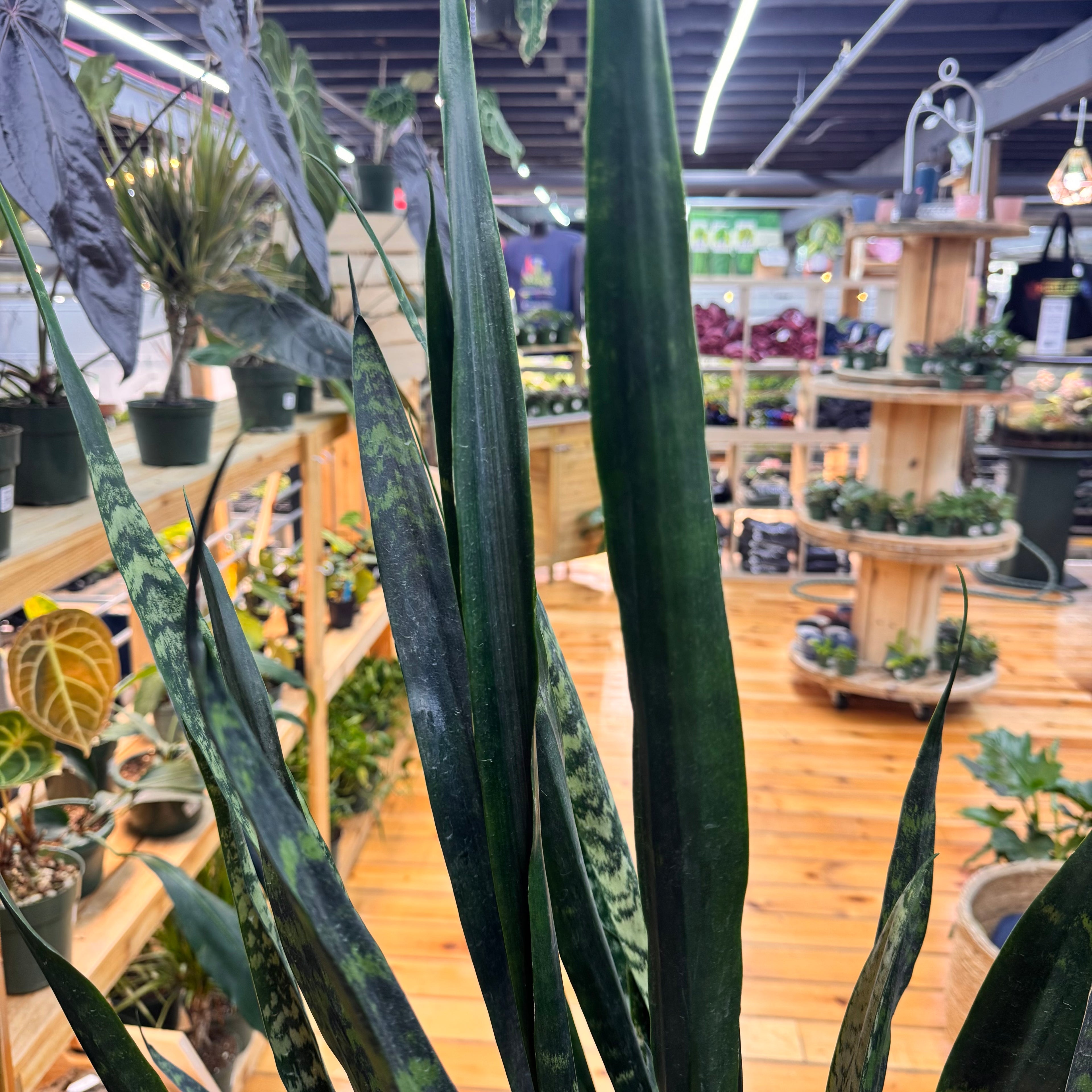 Sansevieria Zeylanica