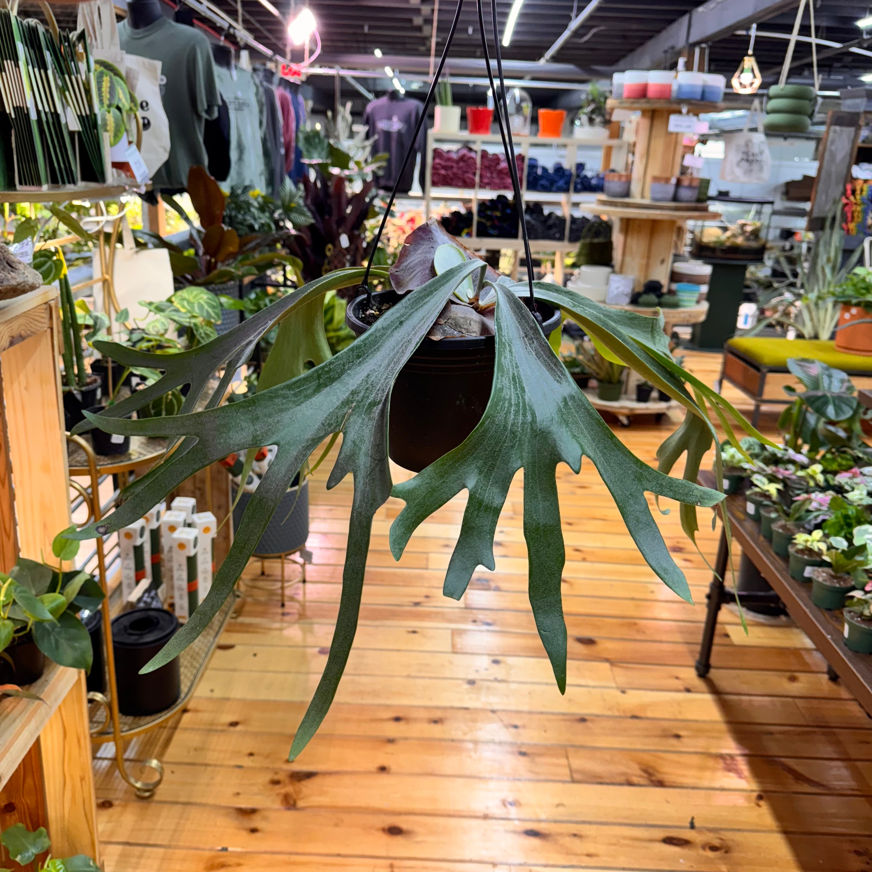 Fern Staghorn