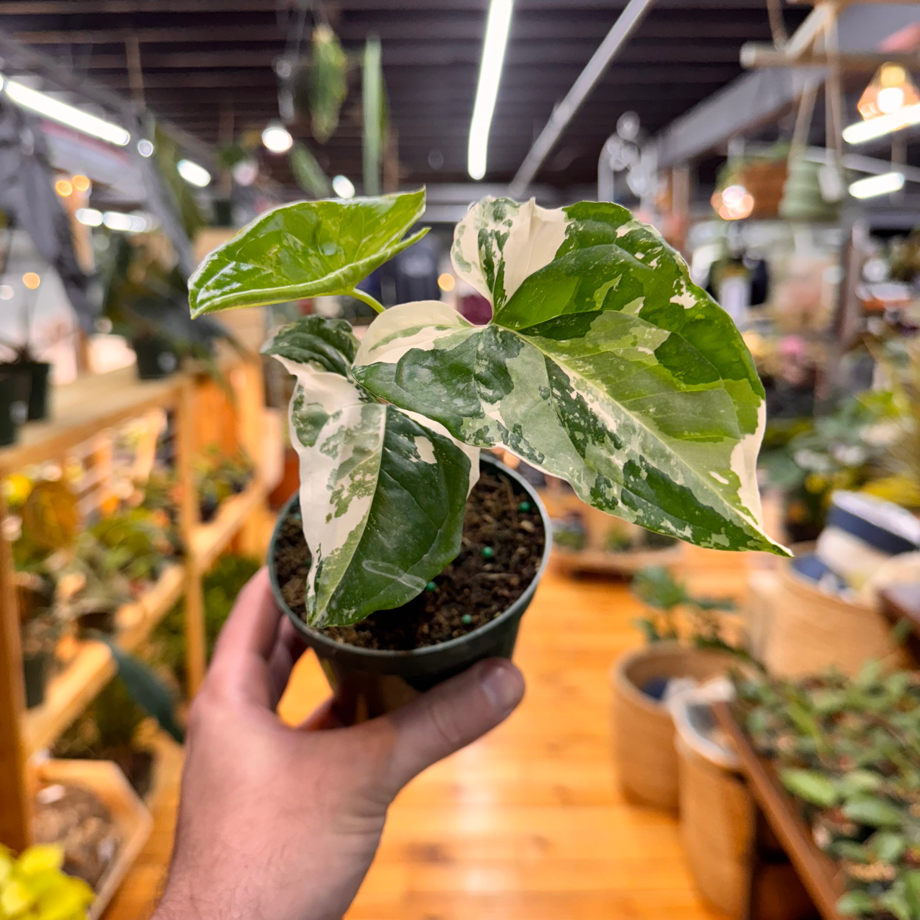 Syngonium Albo