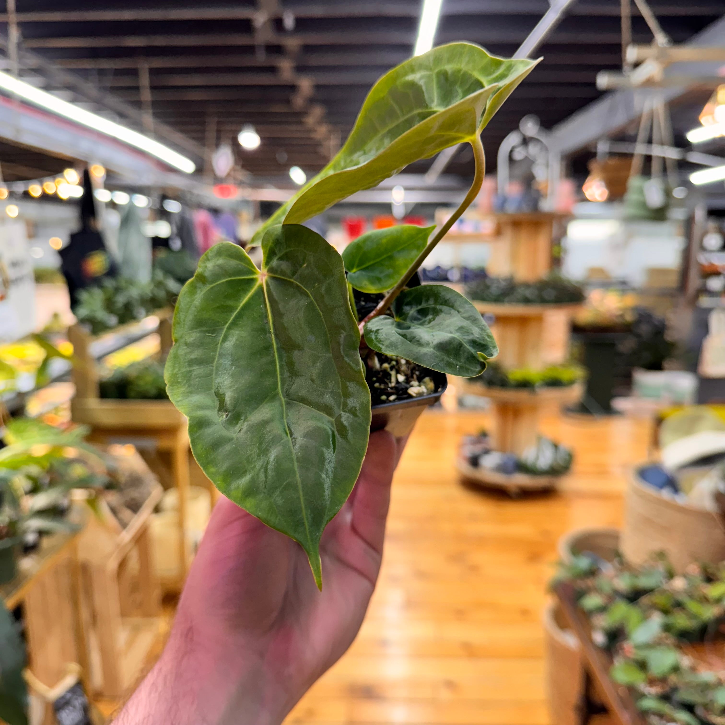 Anthurium (Papillilaminum x Magnificum) x Papillilaminum FSRL
