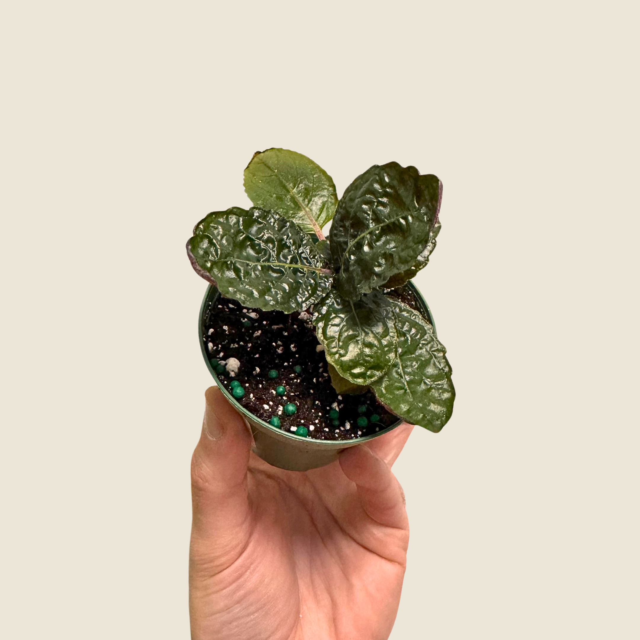 Strobilanthes Purple Waffle