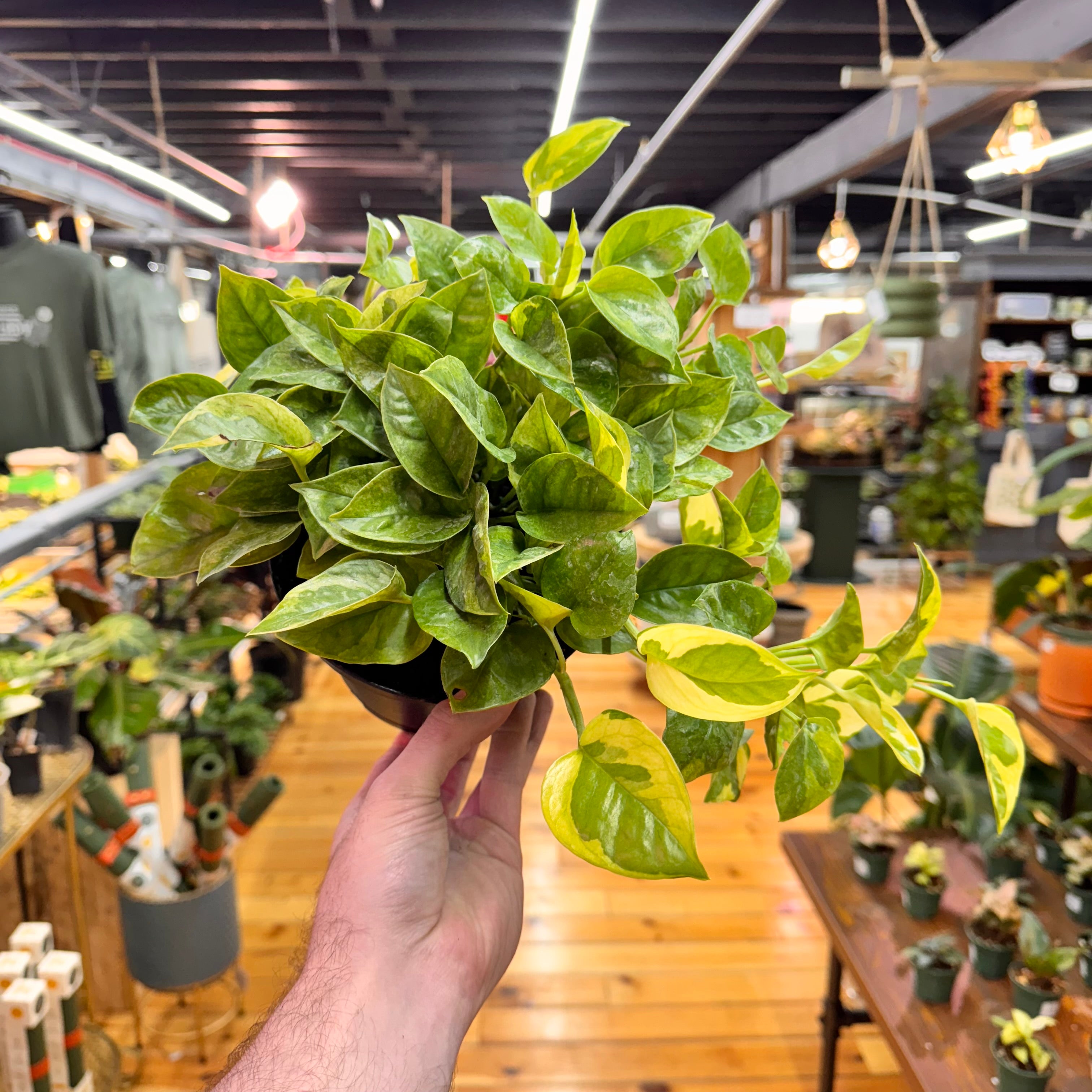 Pothos Lemon Meringue