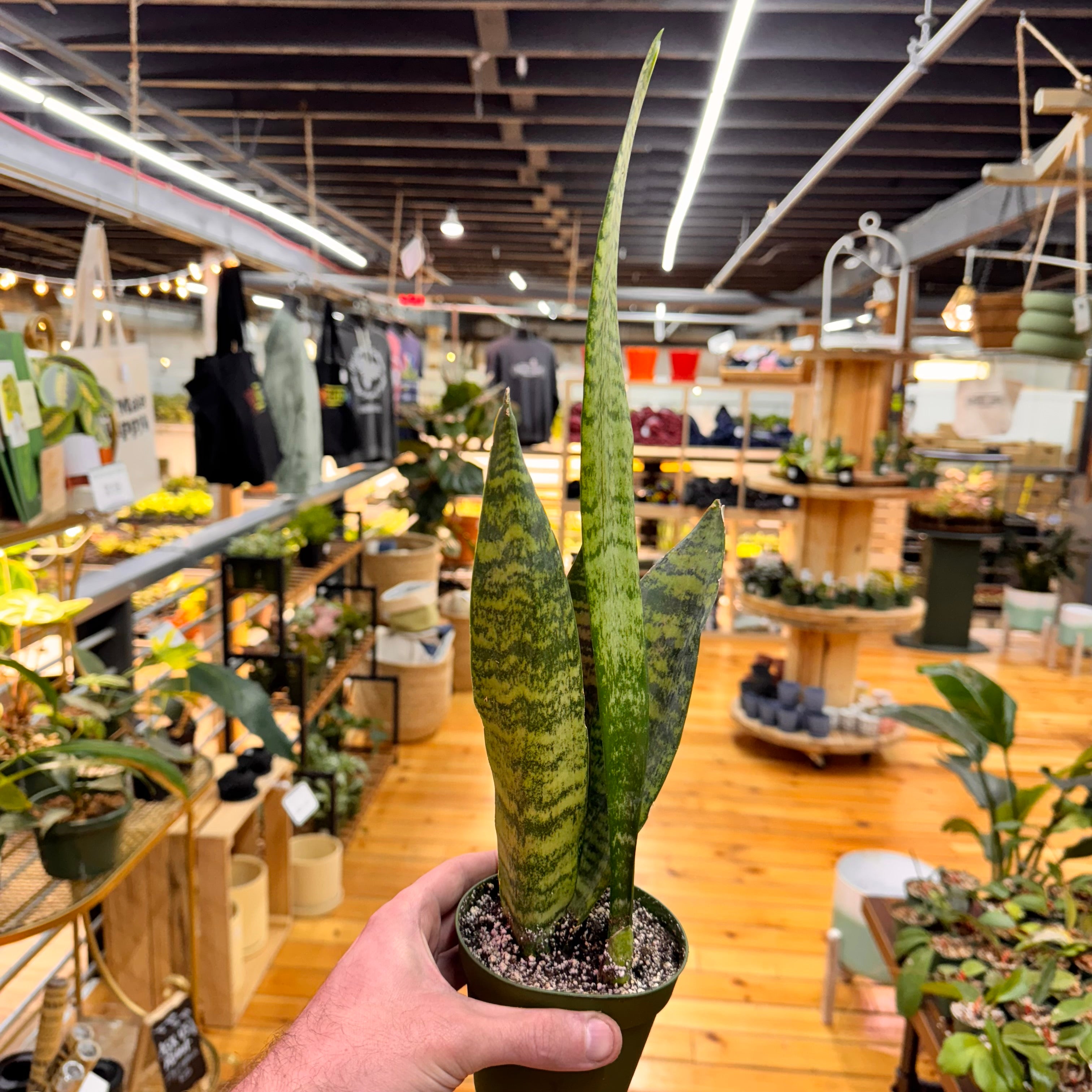 Sansevieria Zeylanica