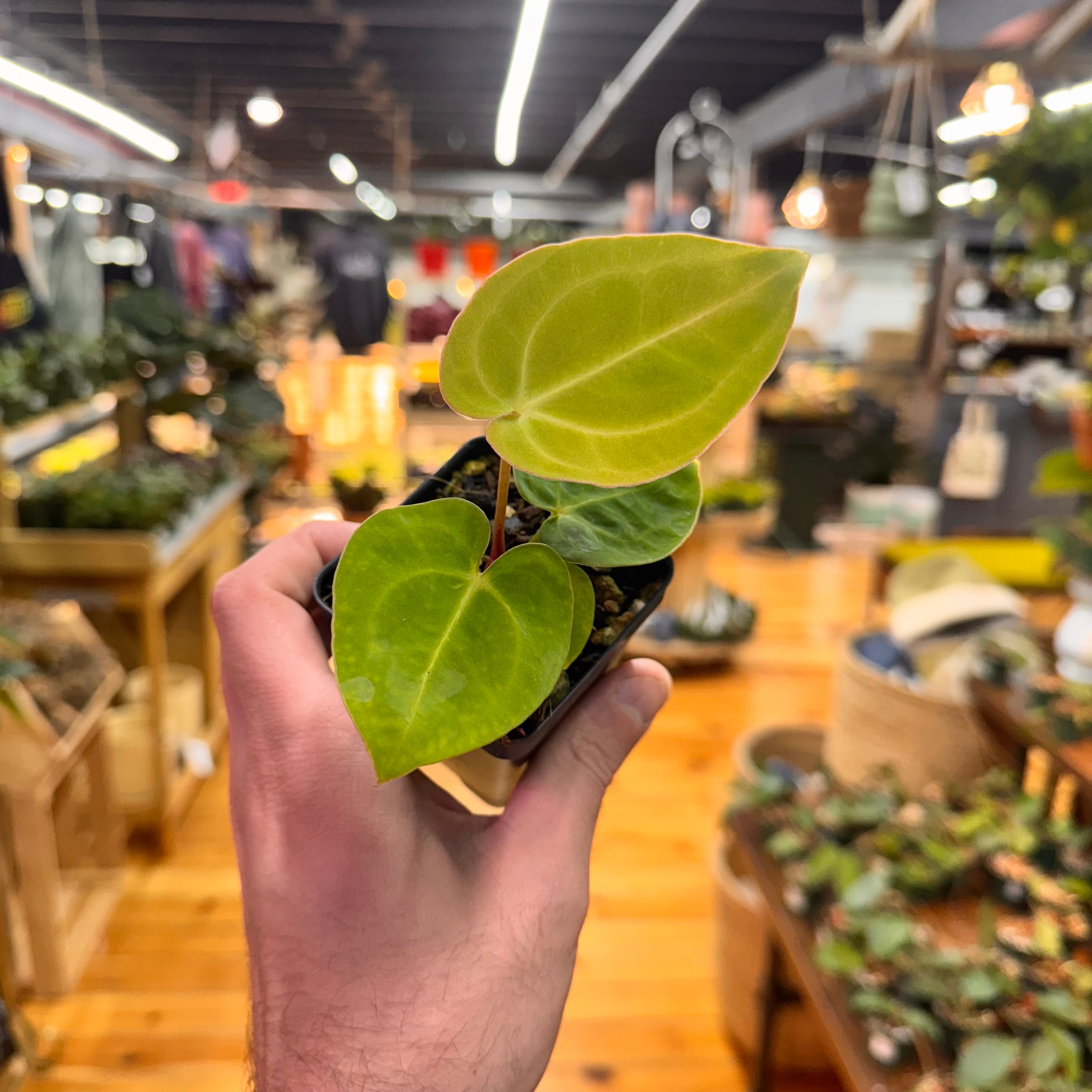 Anthurium (Tim A. Longleaf x Dorayaki) x (Tezula AoS DF x Papi RA