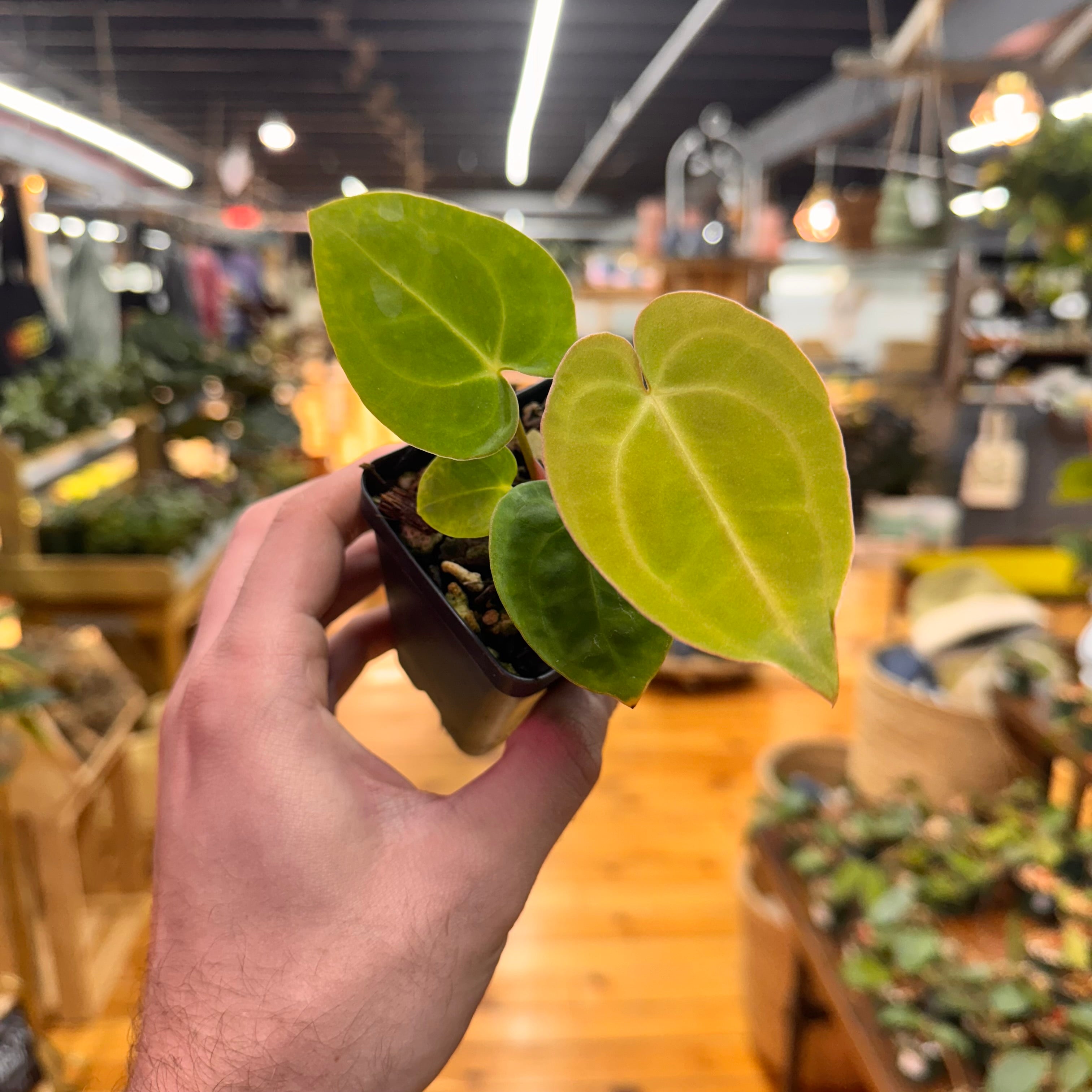 Anthurium (Tim A. Longleaf x Dorayaki) x (Tezula AoS DF x Papi RA