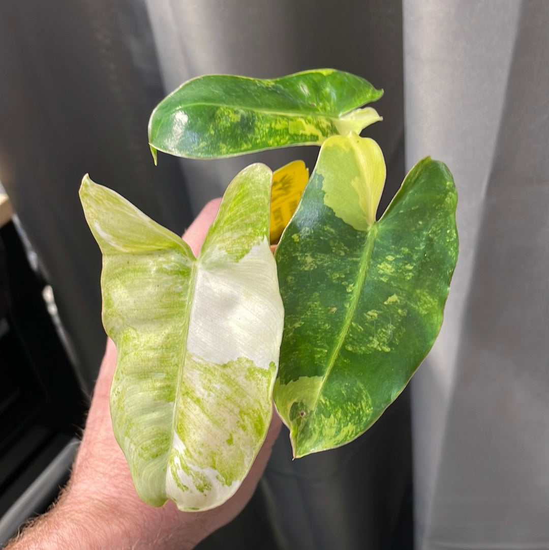 Philodendron Burle Marx Variegated