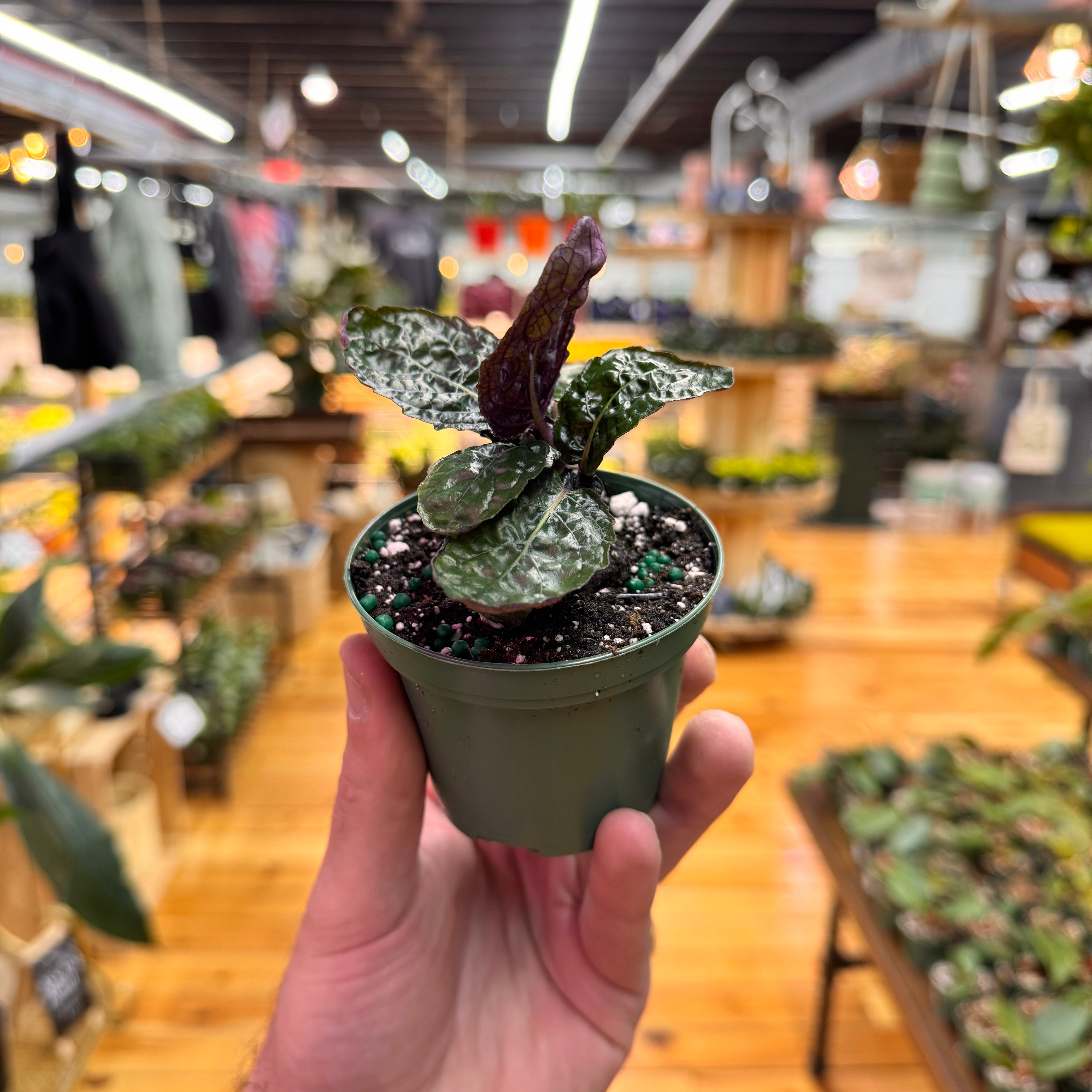 Strobilanthes Purple Waffle