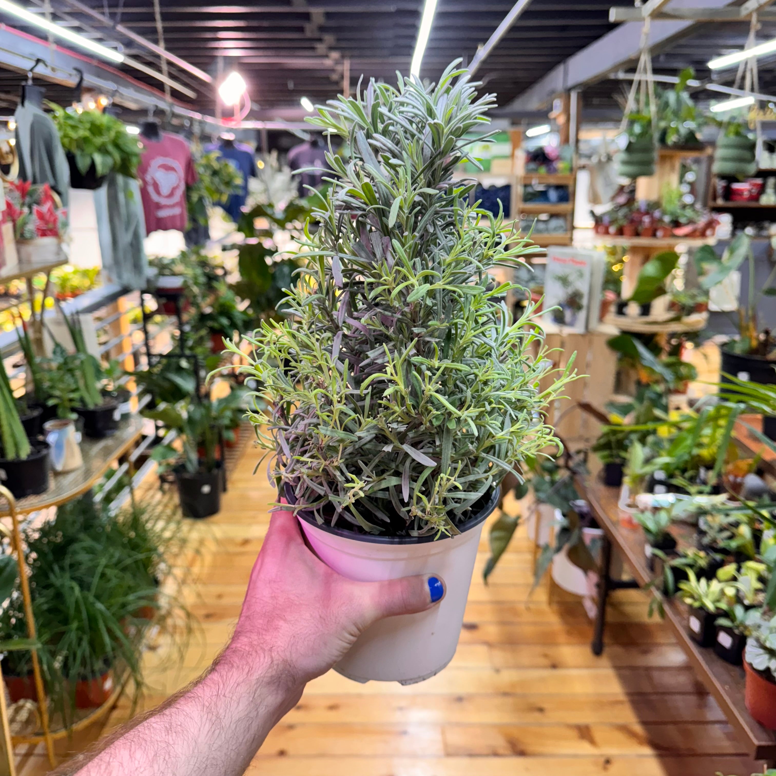 Lavender Tree