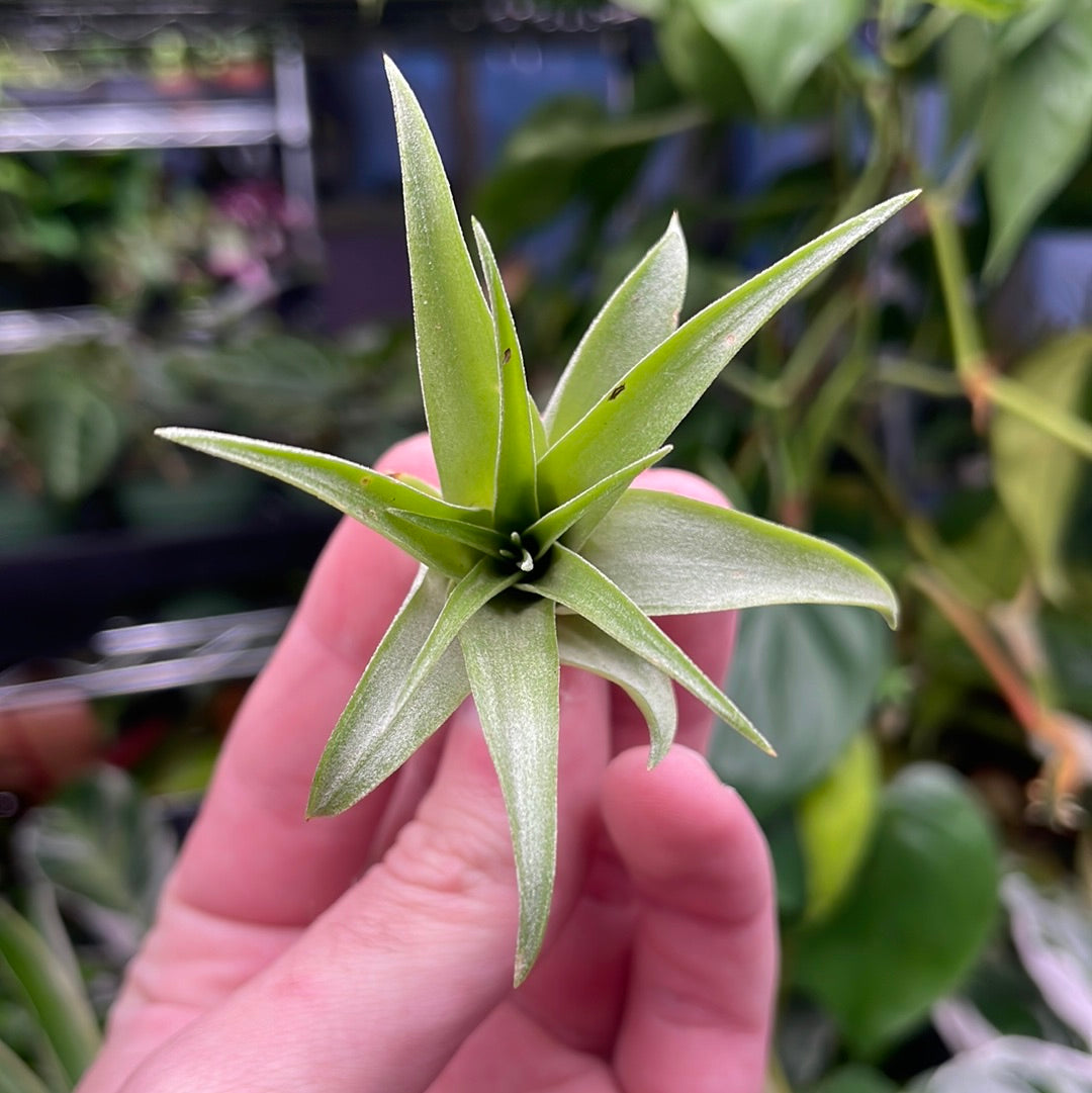 Brachycaulos Air Plant