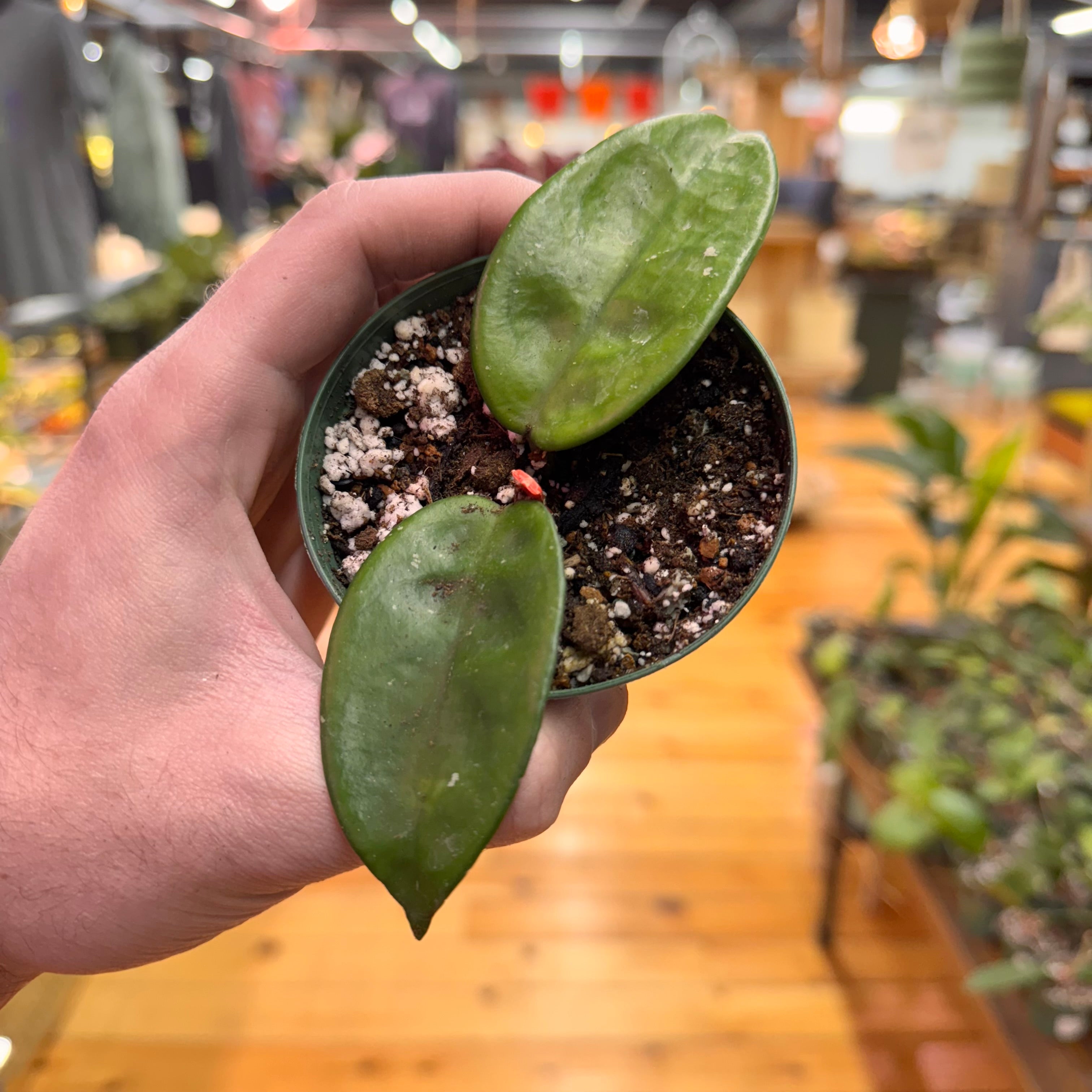 Hoya Krinkle8 &