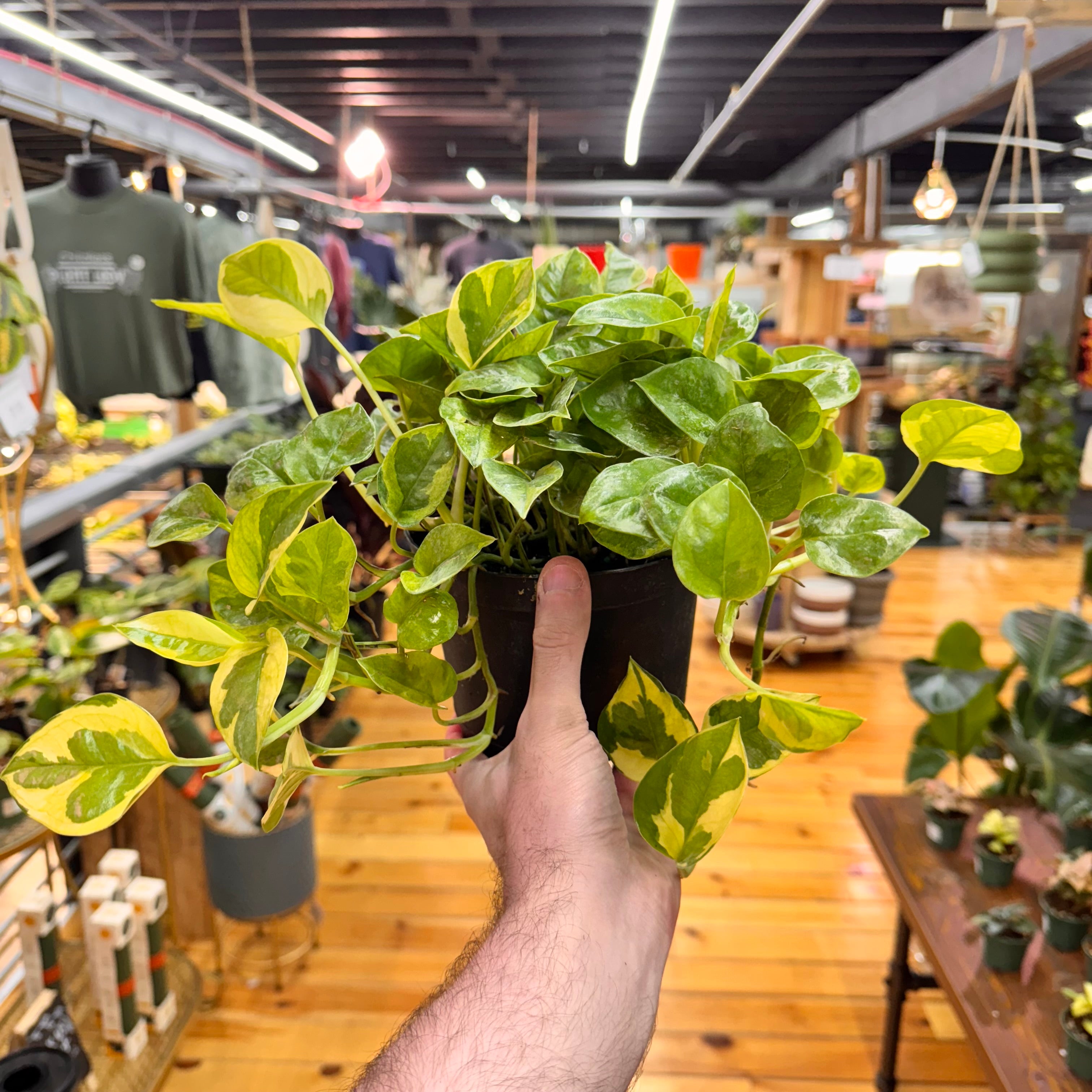 Pothos Lemon Meringue