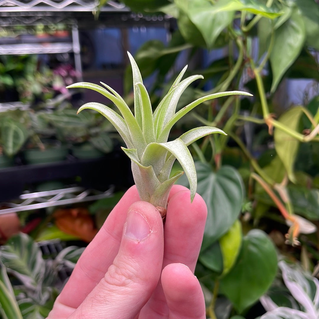 Brachycaulos Air Plant